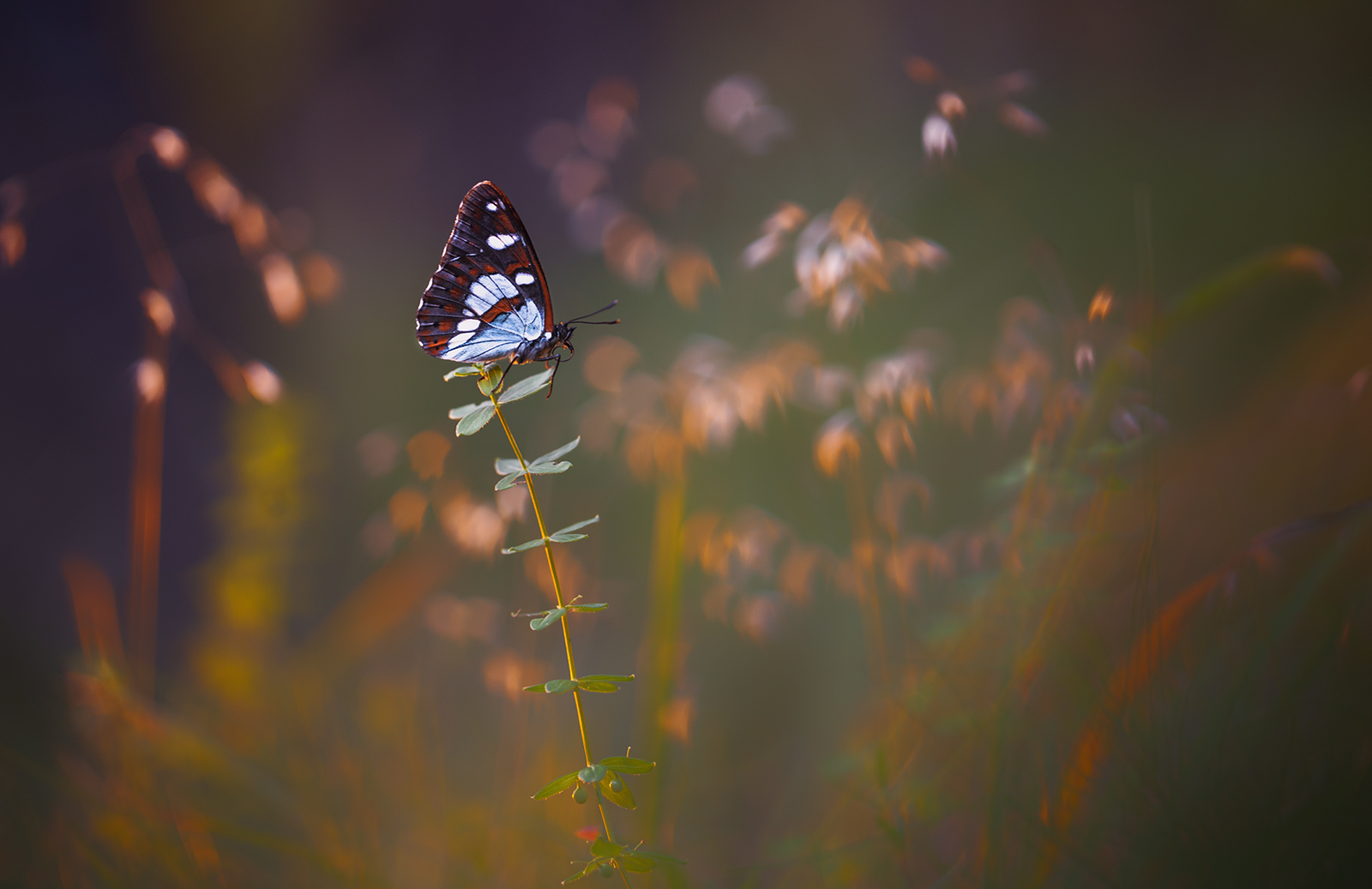 Untitled Photo