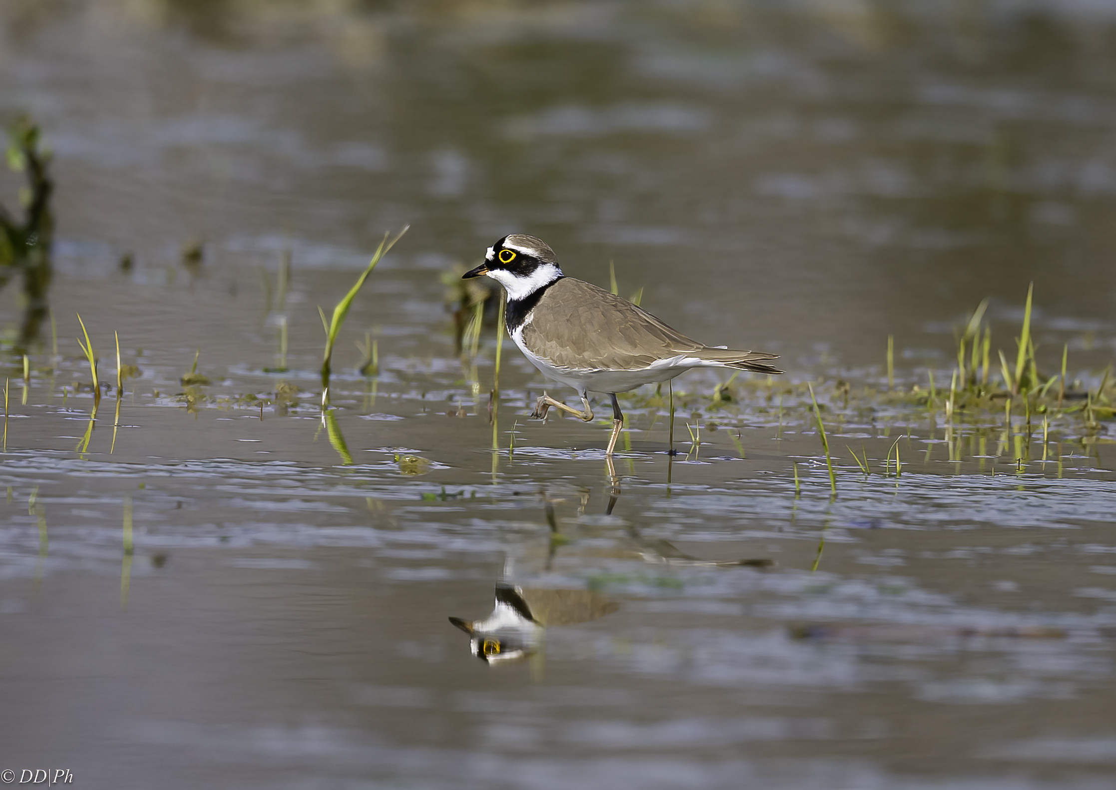 Little ringed plover