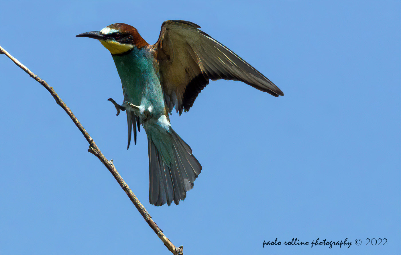 Bee-eaters