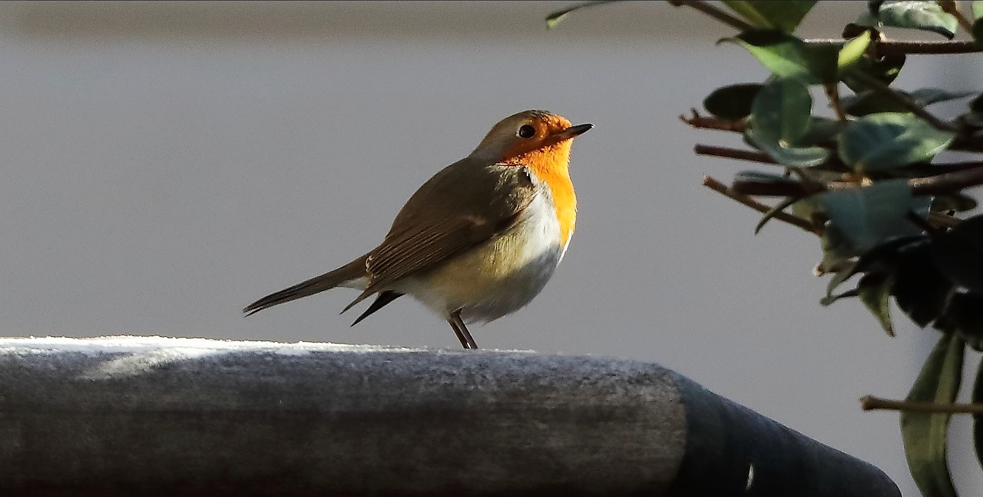 Pettirosso 03-02-2023