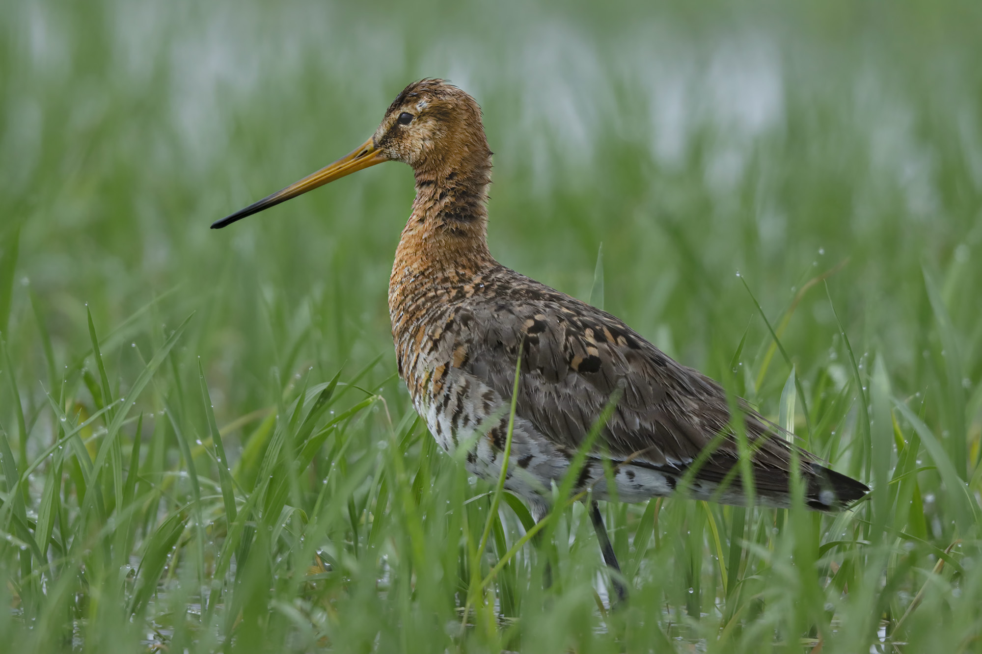 pittima reale risaie vercellesi