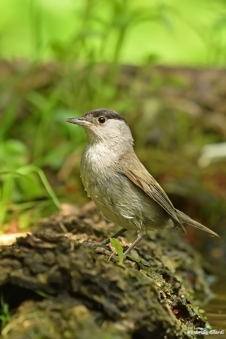 Sylvia atricapilla (Capinera m.) ... dopo il bagno
