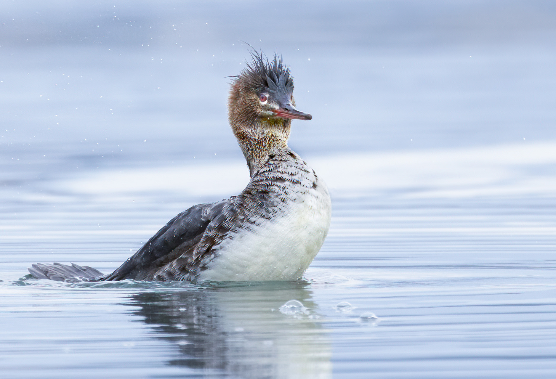 smergo minore femmina