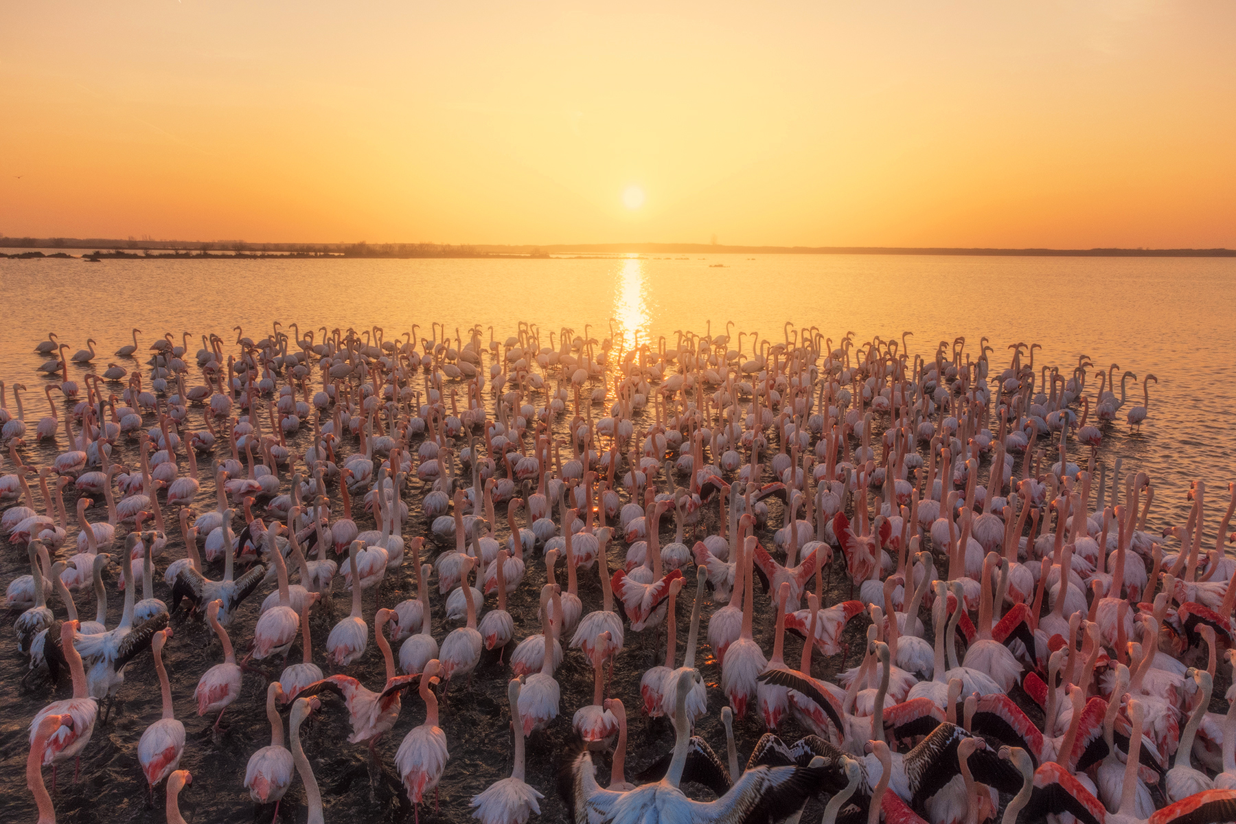Flamingos sunrise