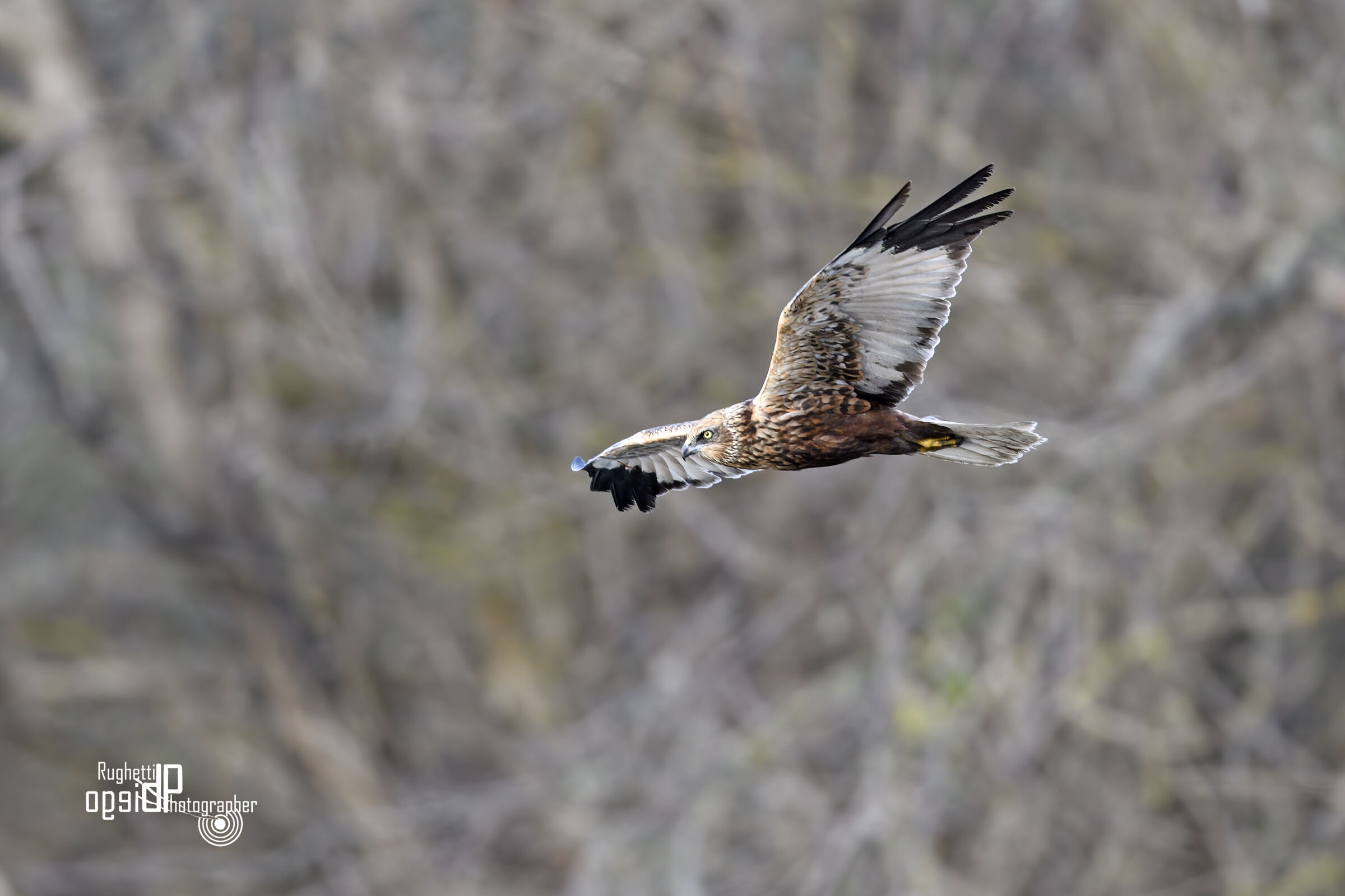 Marsh harrier
