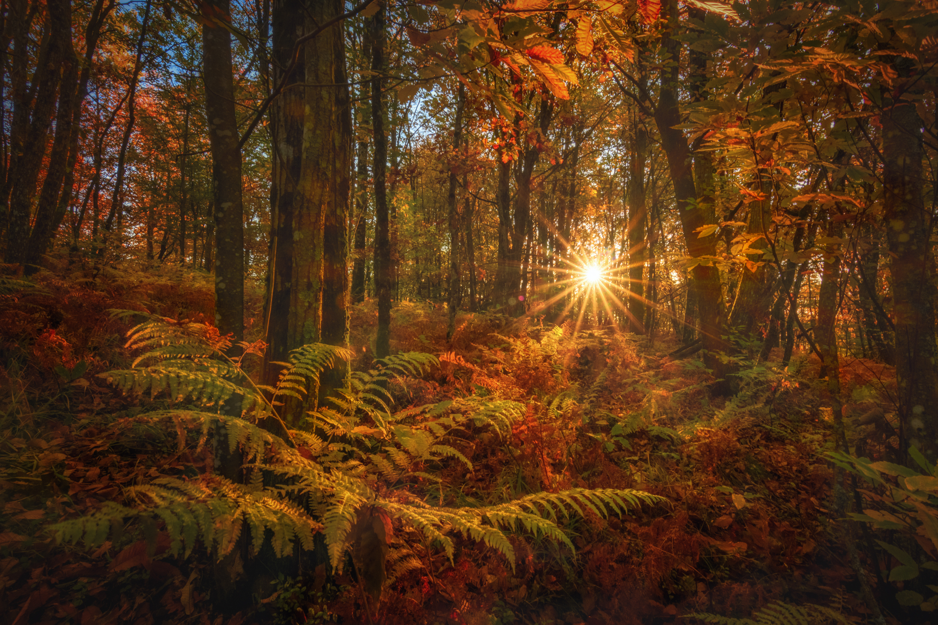 In the woods