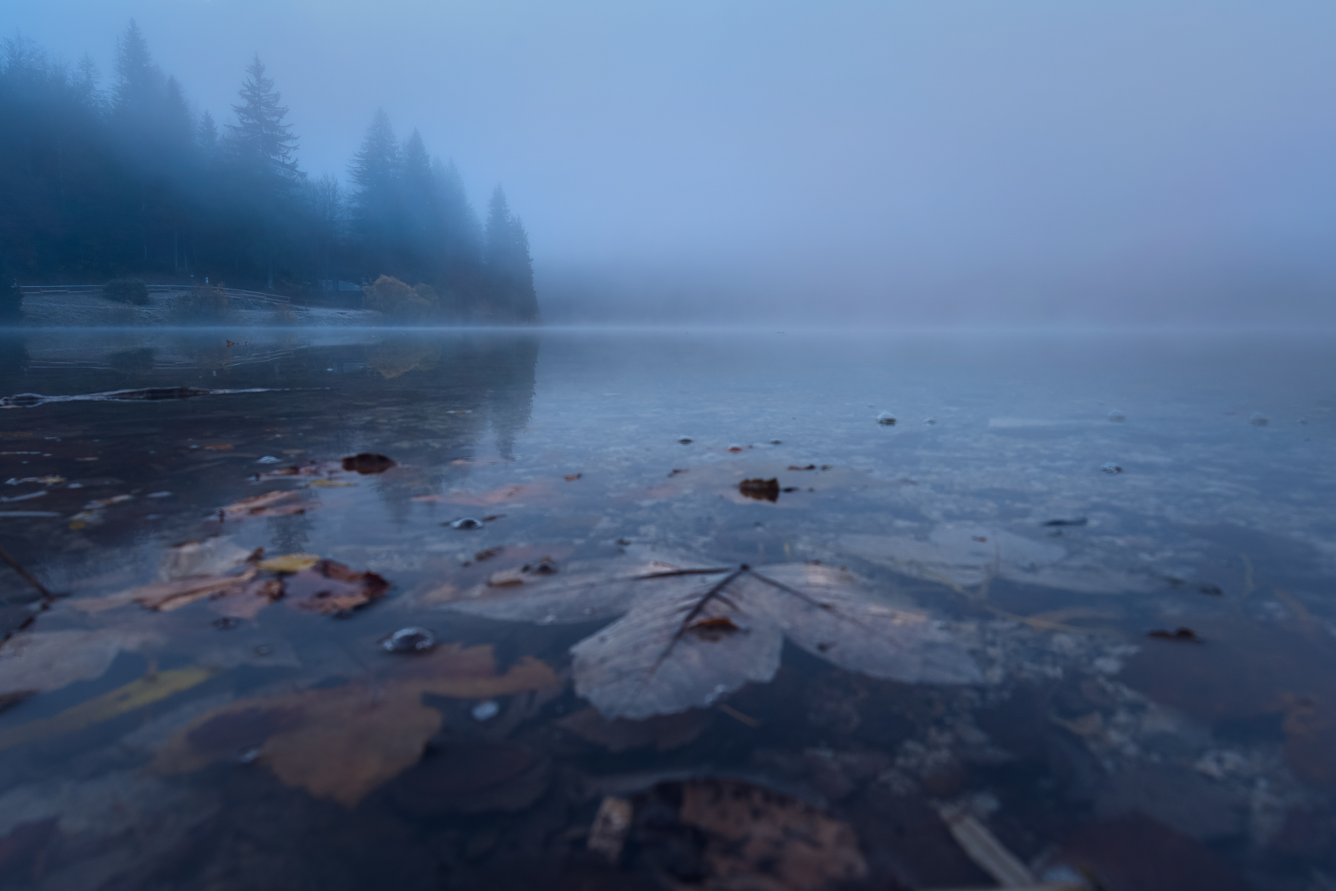 Foggy morning