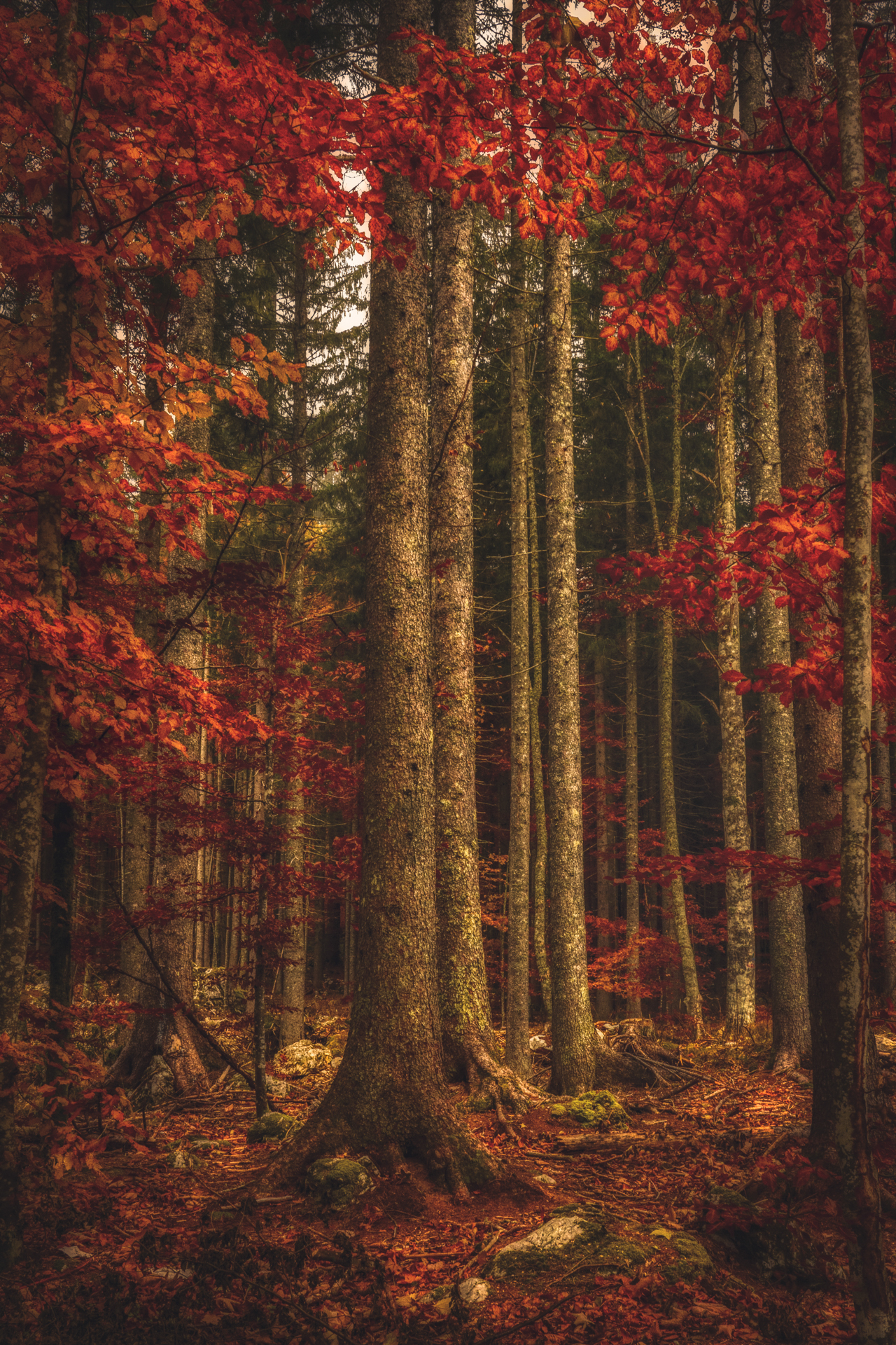 Autumn