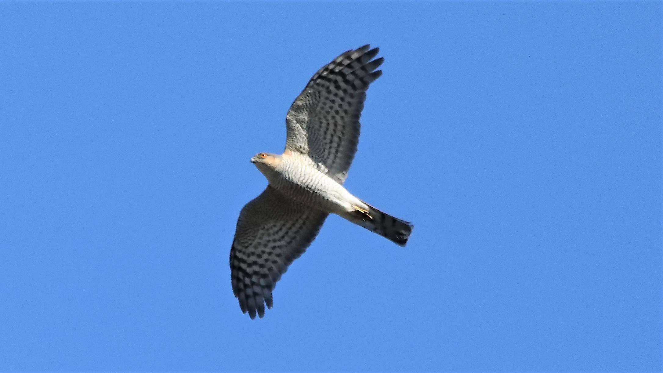 Sparviere 11-04-2022