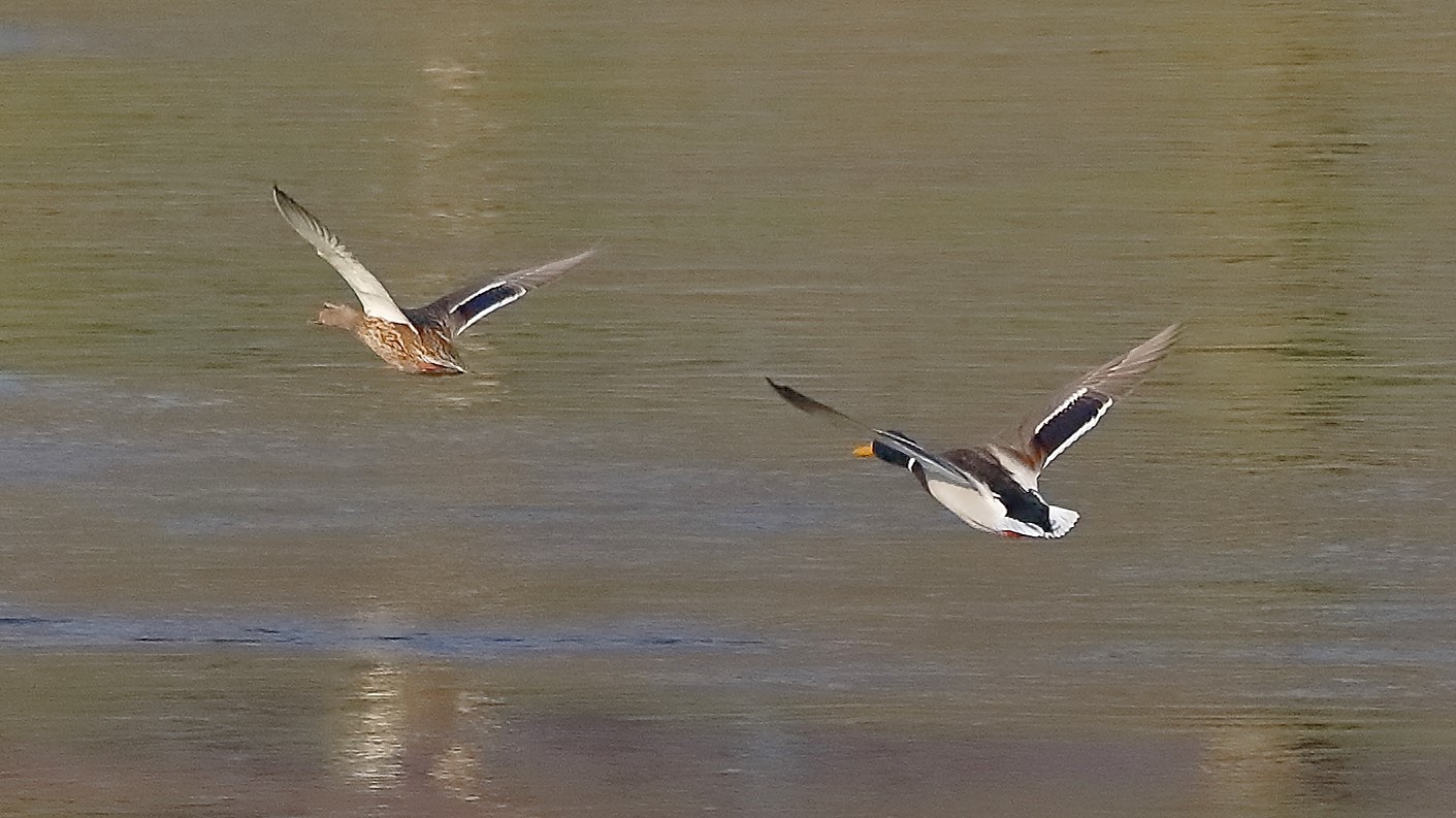 Germani 17 febbraio 2023