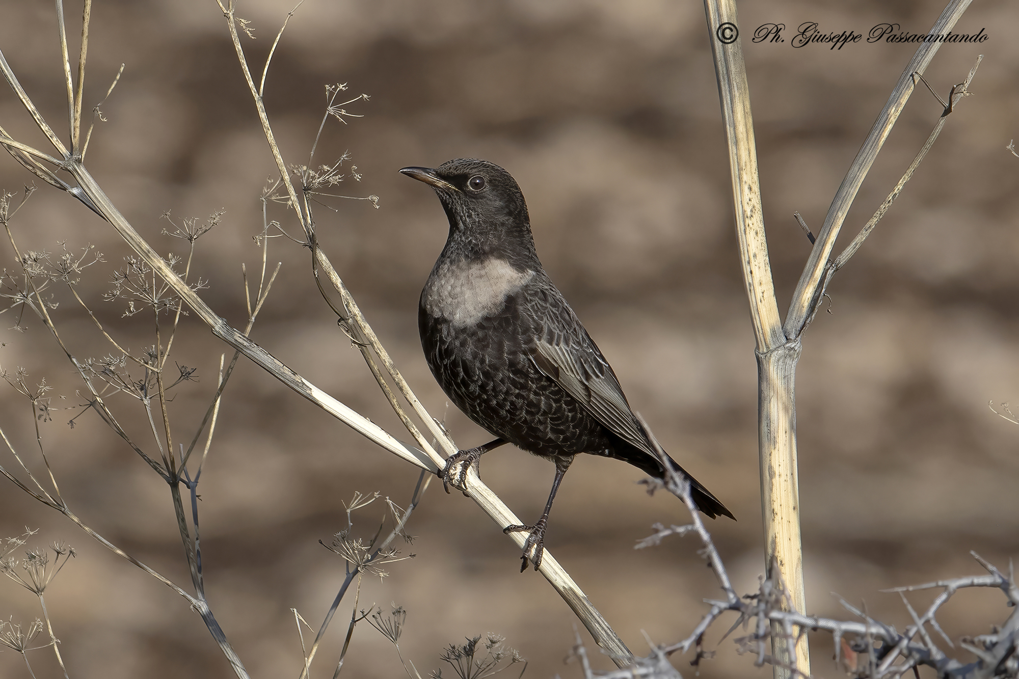 Collared blackbird