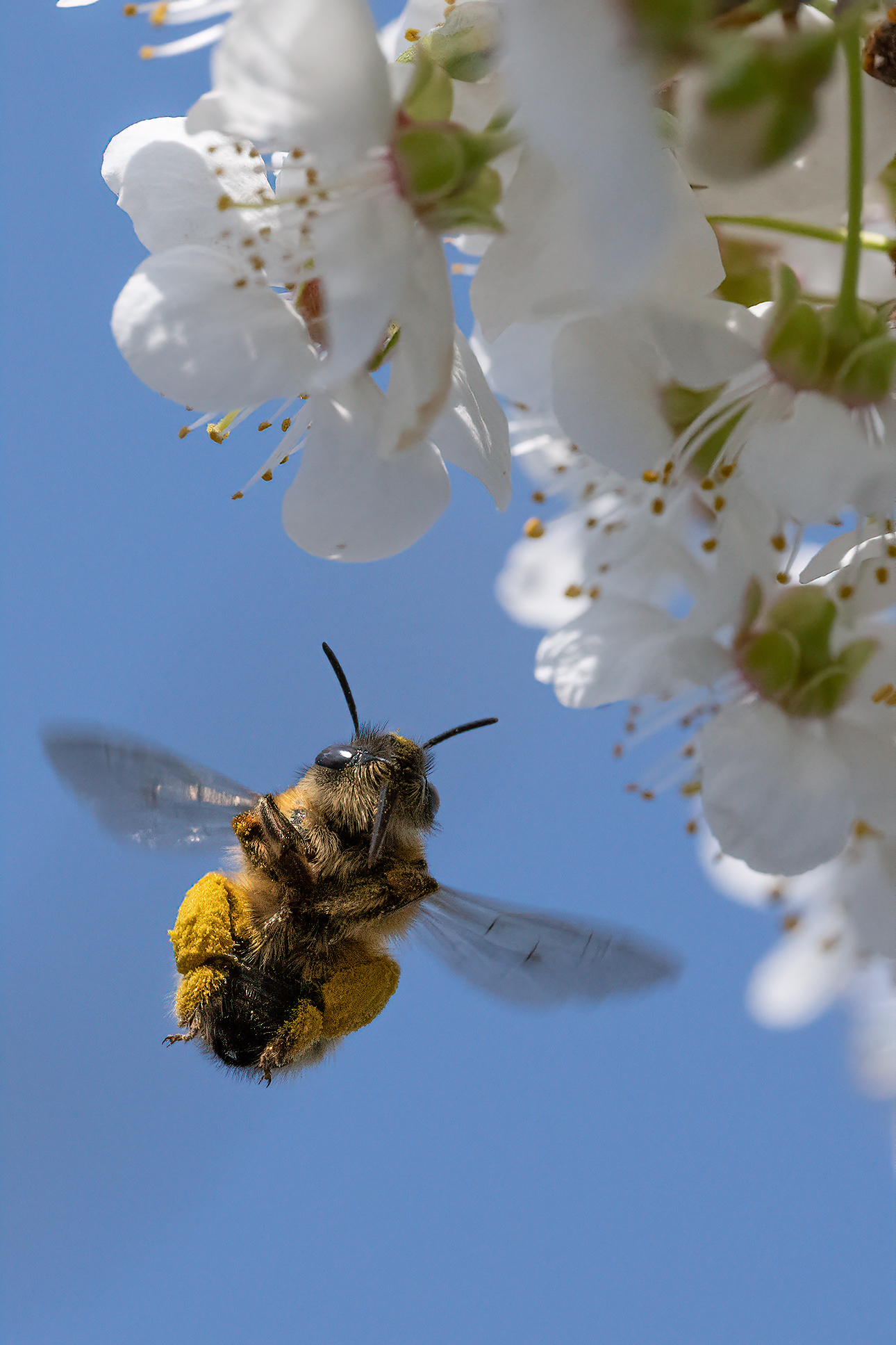 Bee in flight