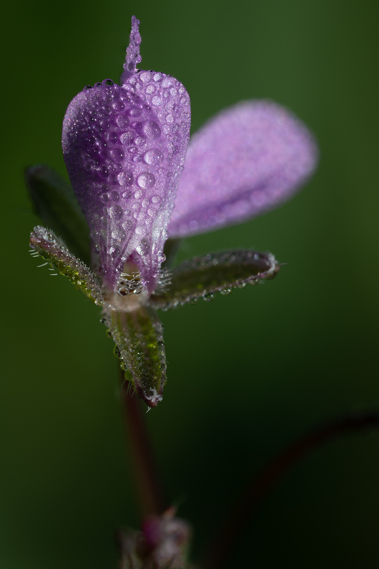 piccolo fiore all'alba