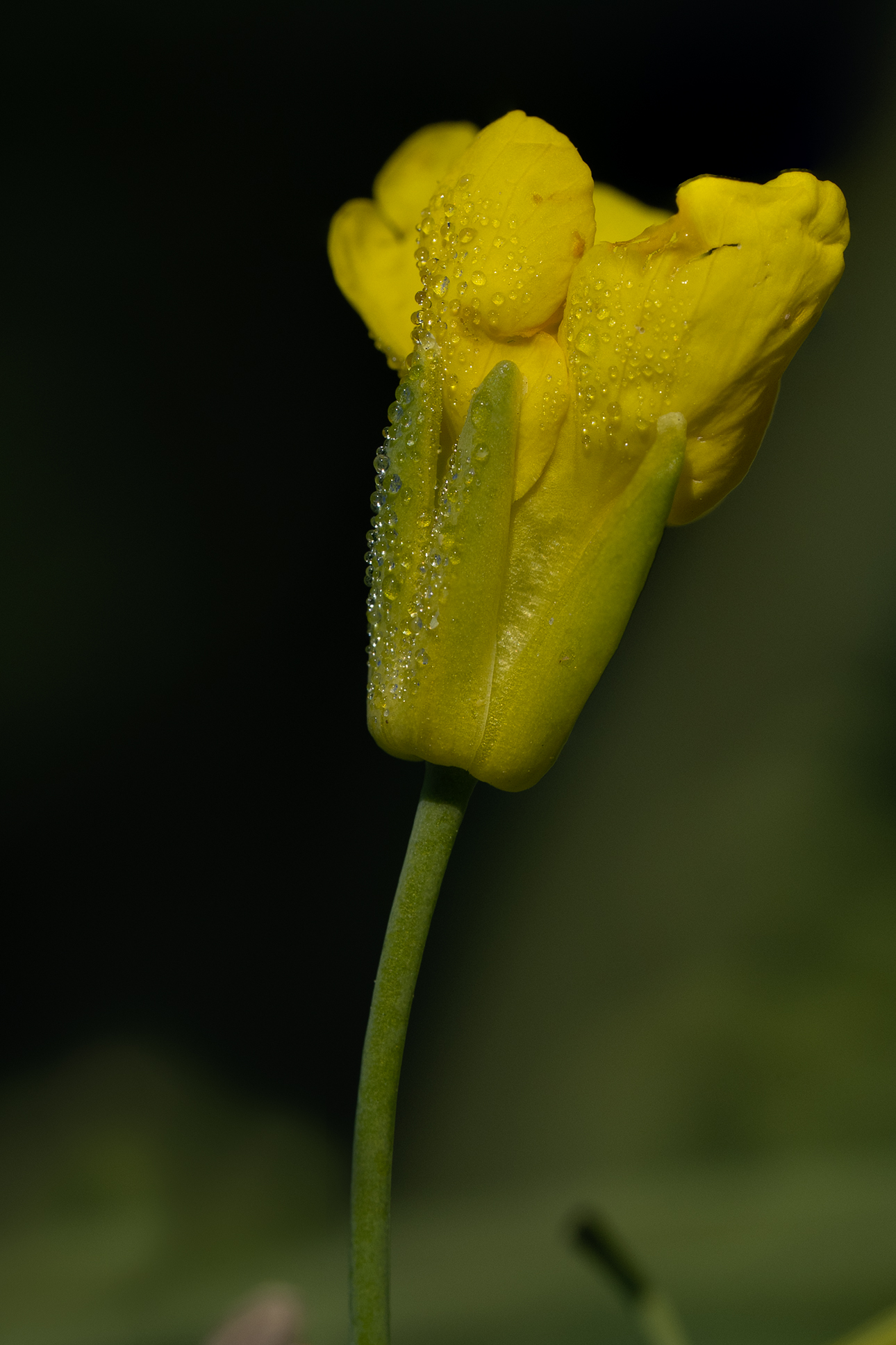 small yellow flower