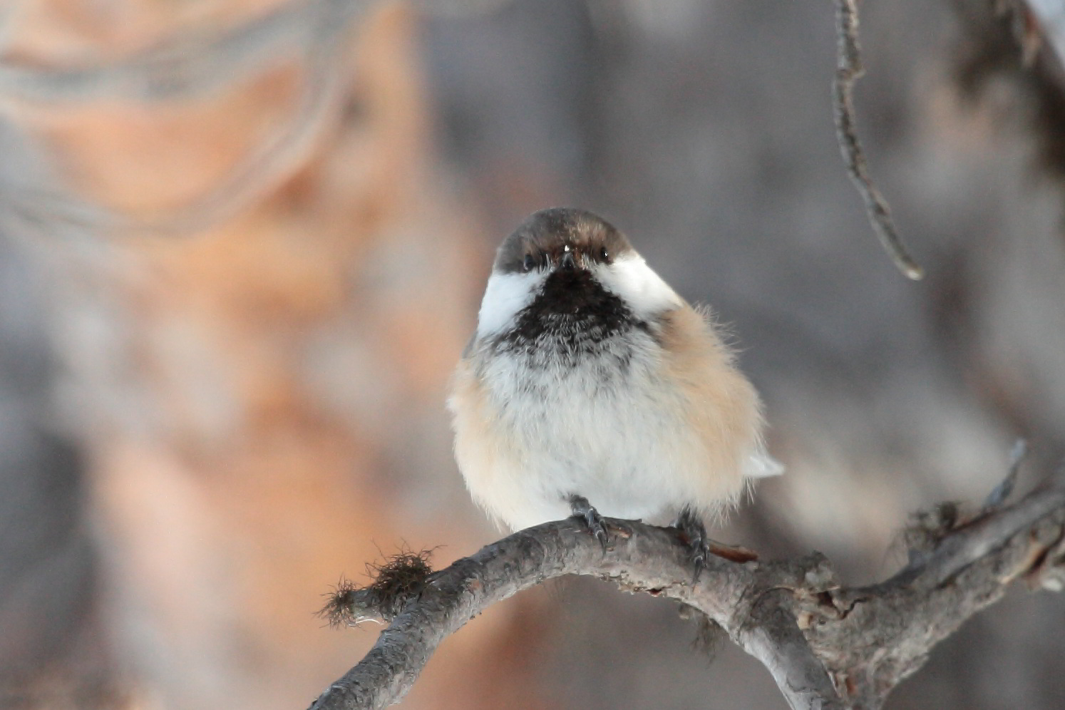 Siberian Tit