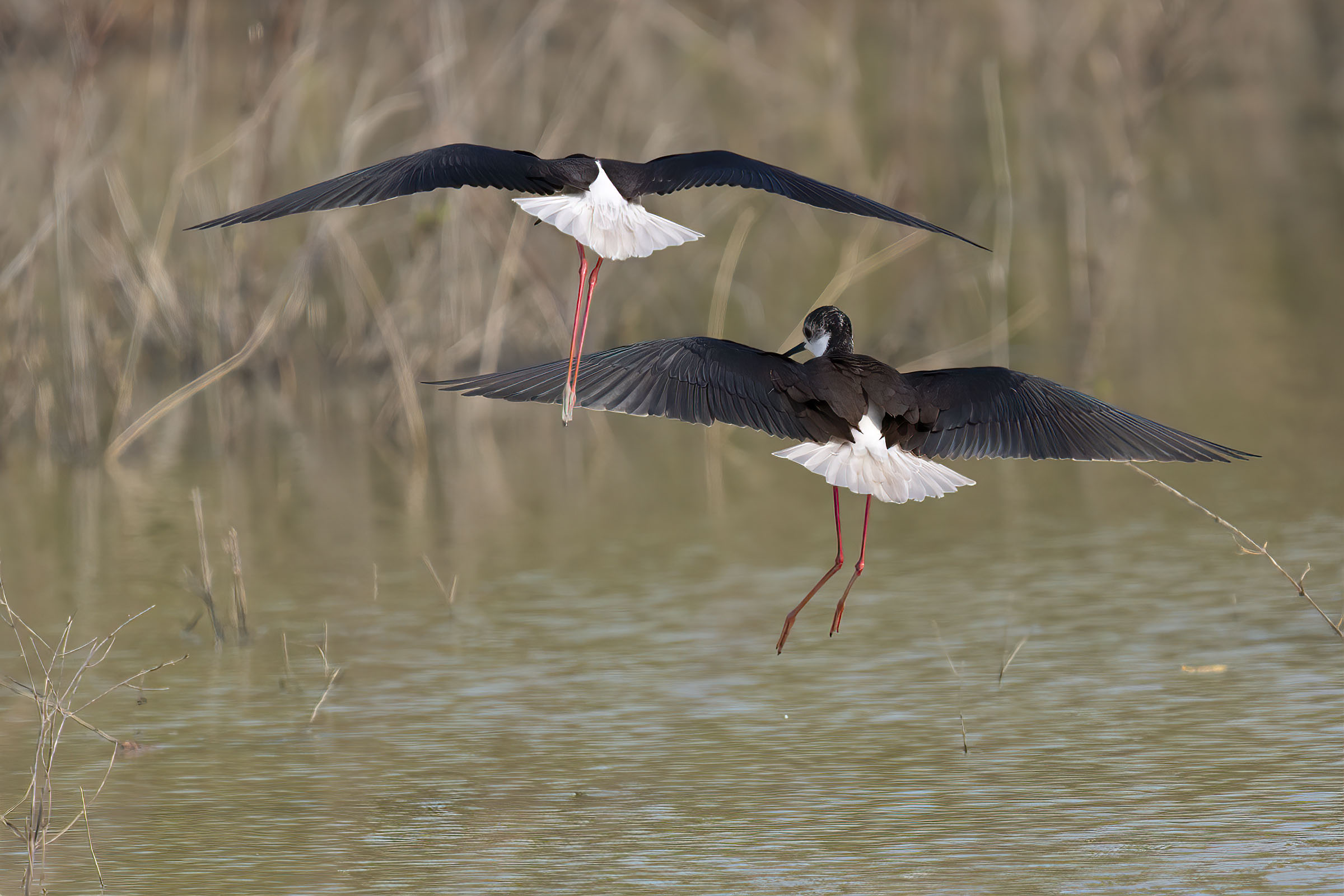 L'eleganza dei Cavalieri d'Italia