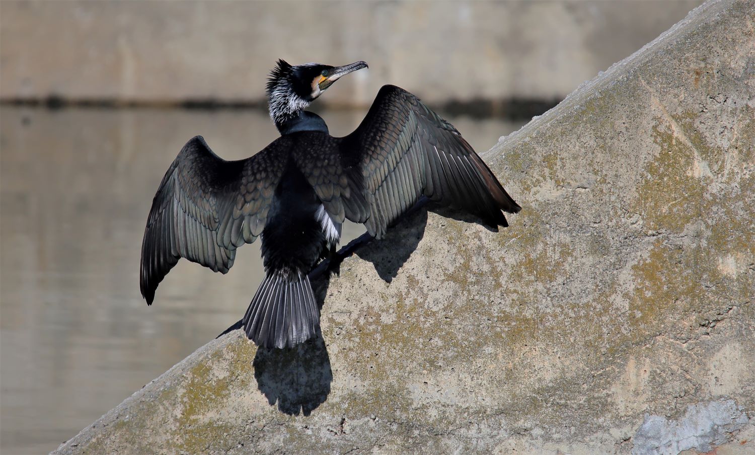 Steso ad asciugare....