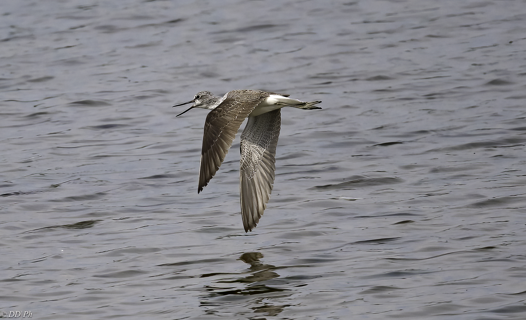 Greenshank