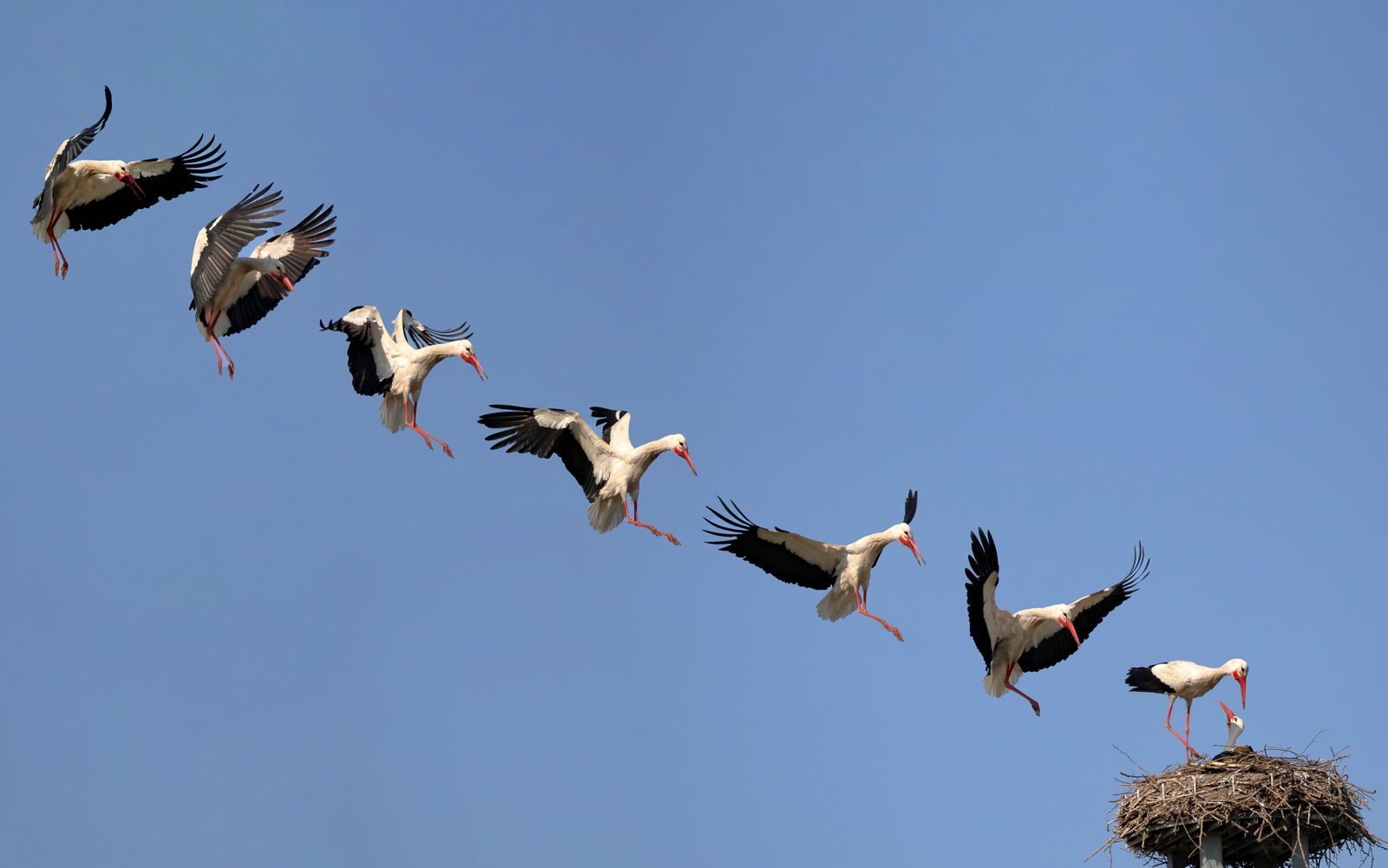 Sequence approach Stork to the nest.
