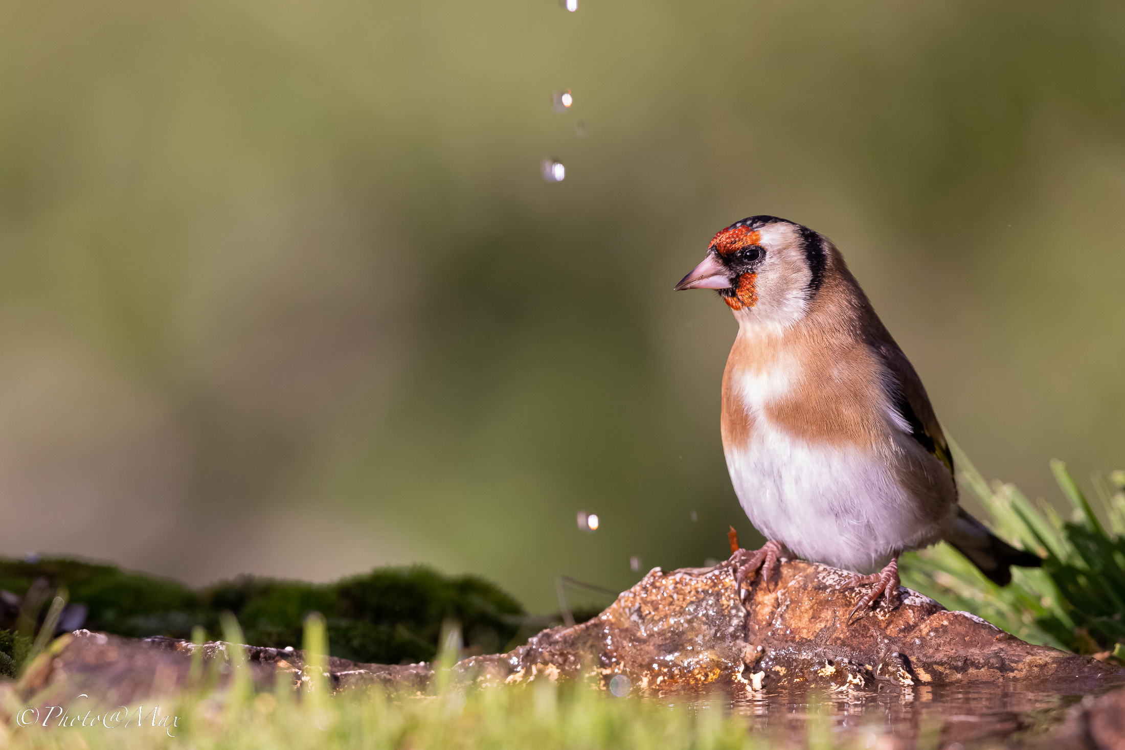 Buona Pasqua a tutti gli amici di Juza !