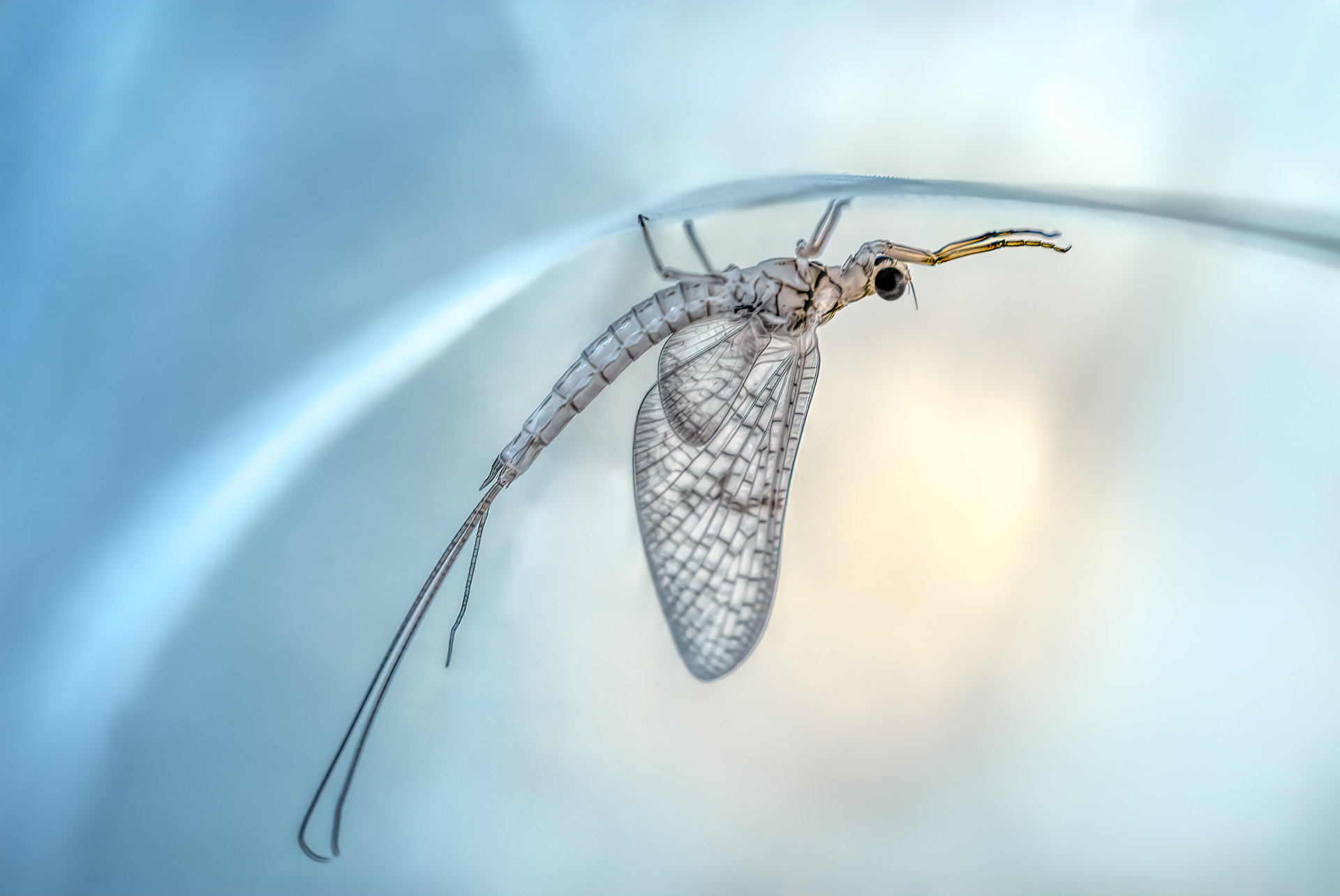 Little Fairy