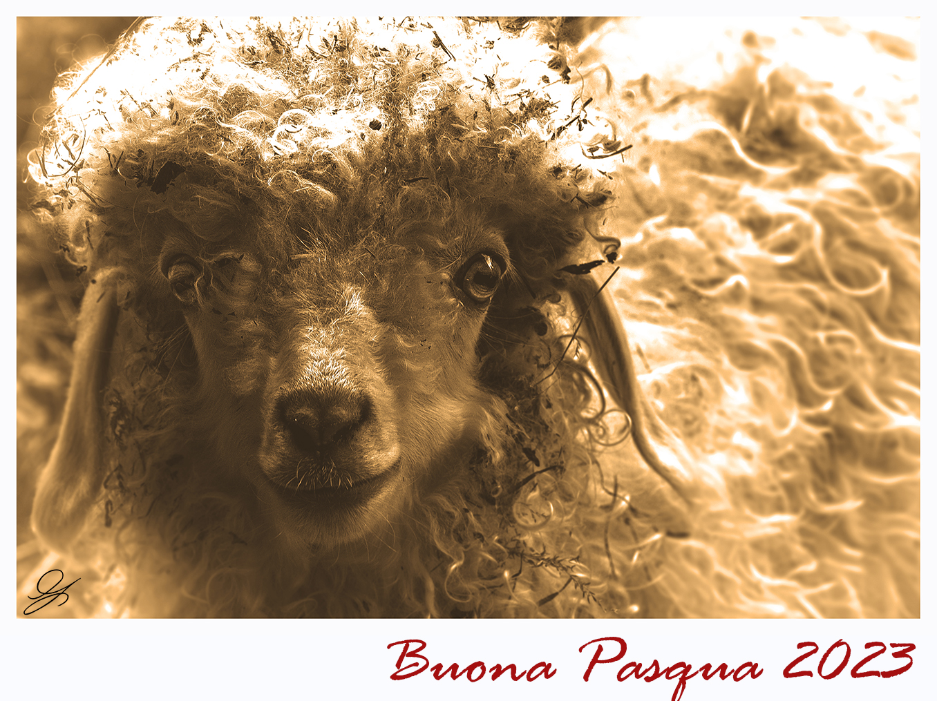Buona Pasqua... a quasi tutti