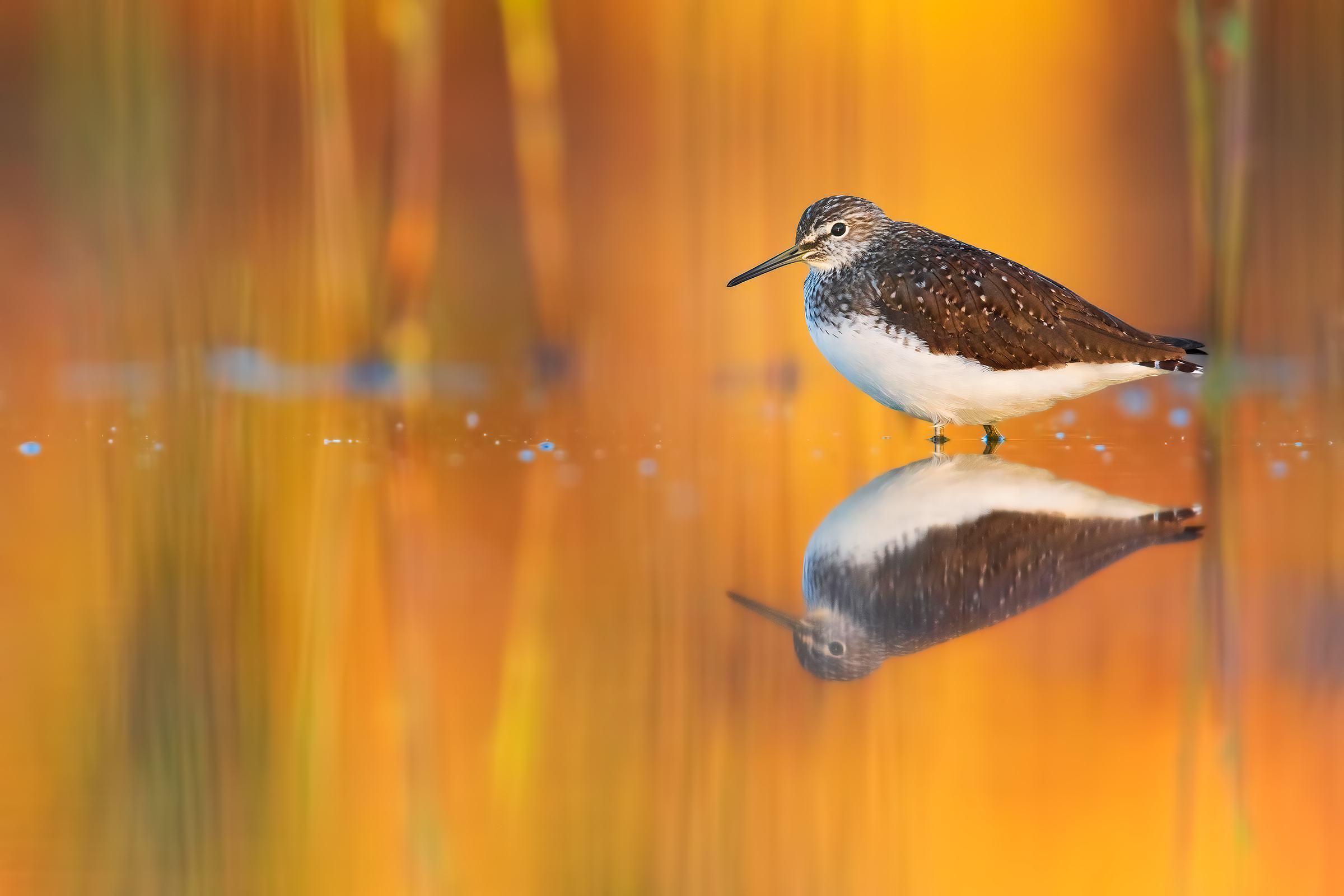 Sandpiper Culbianco