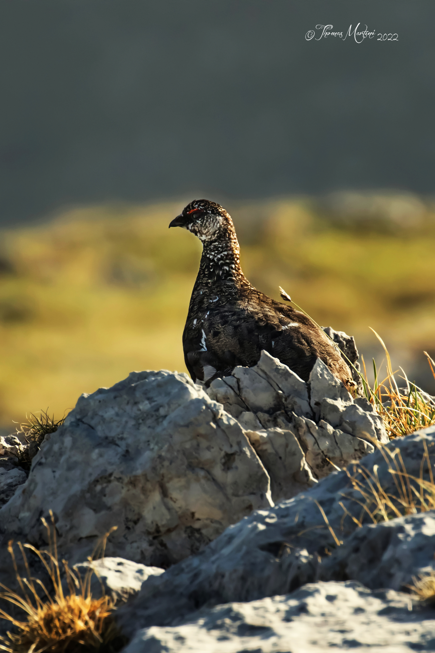 The Easter partridge
