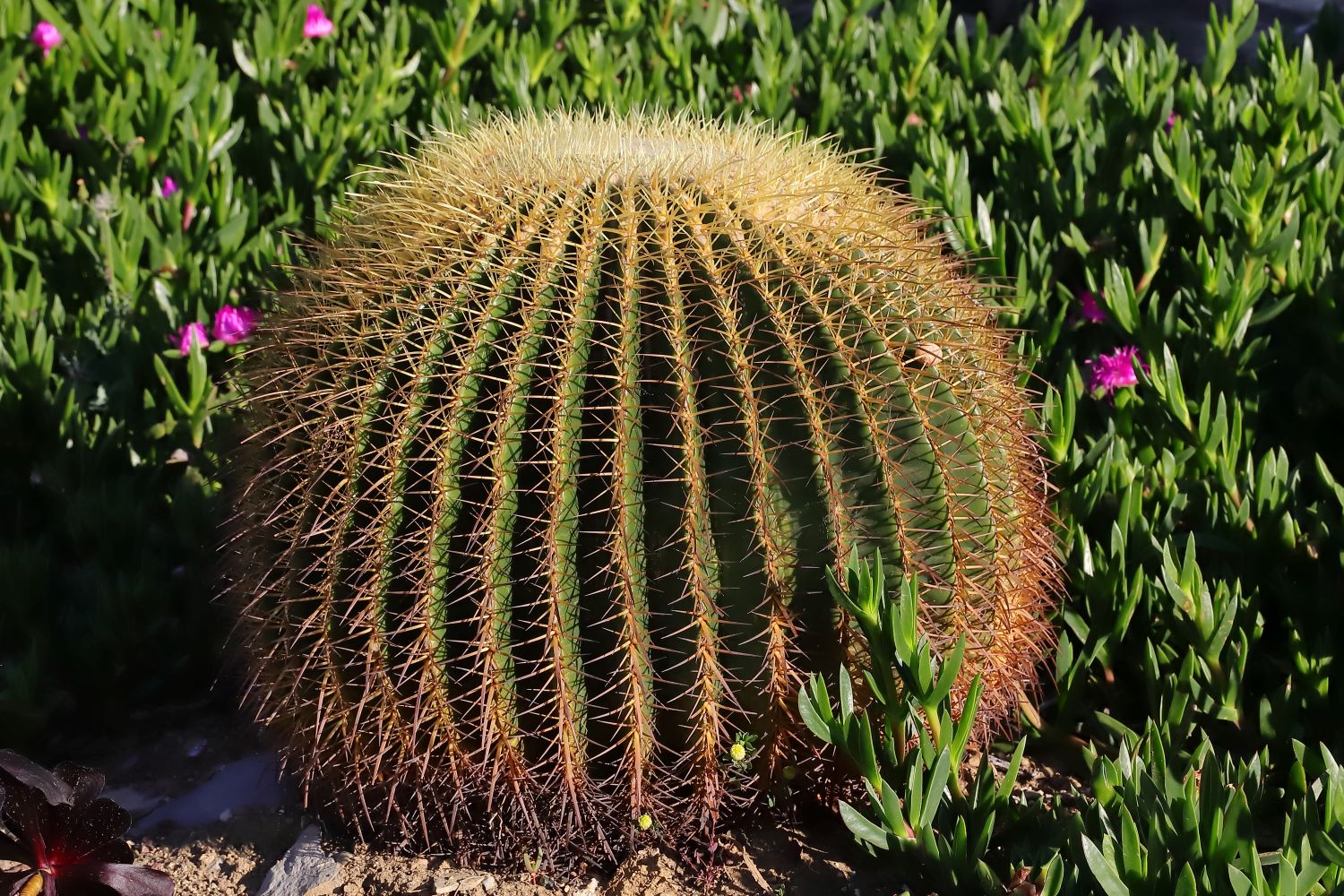 Cuscino della suocera  Echinocactus grusonii