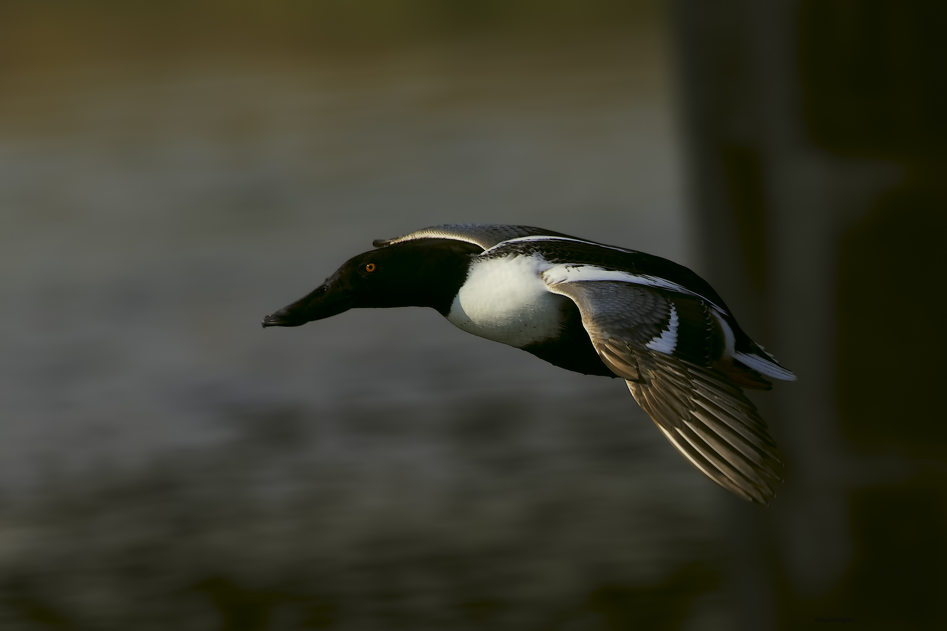 shoveler