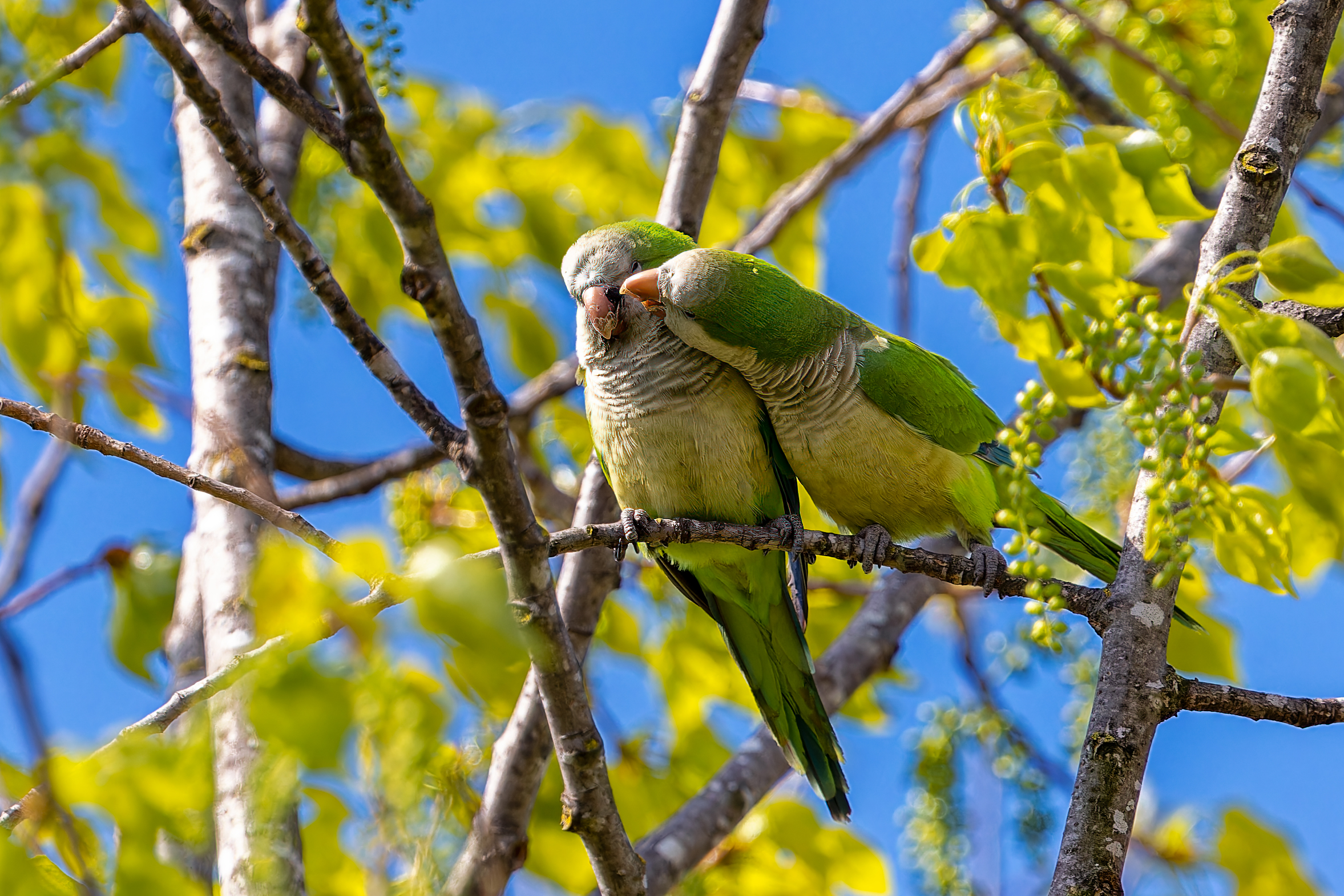 Monk parakeets