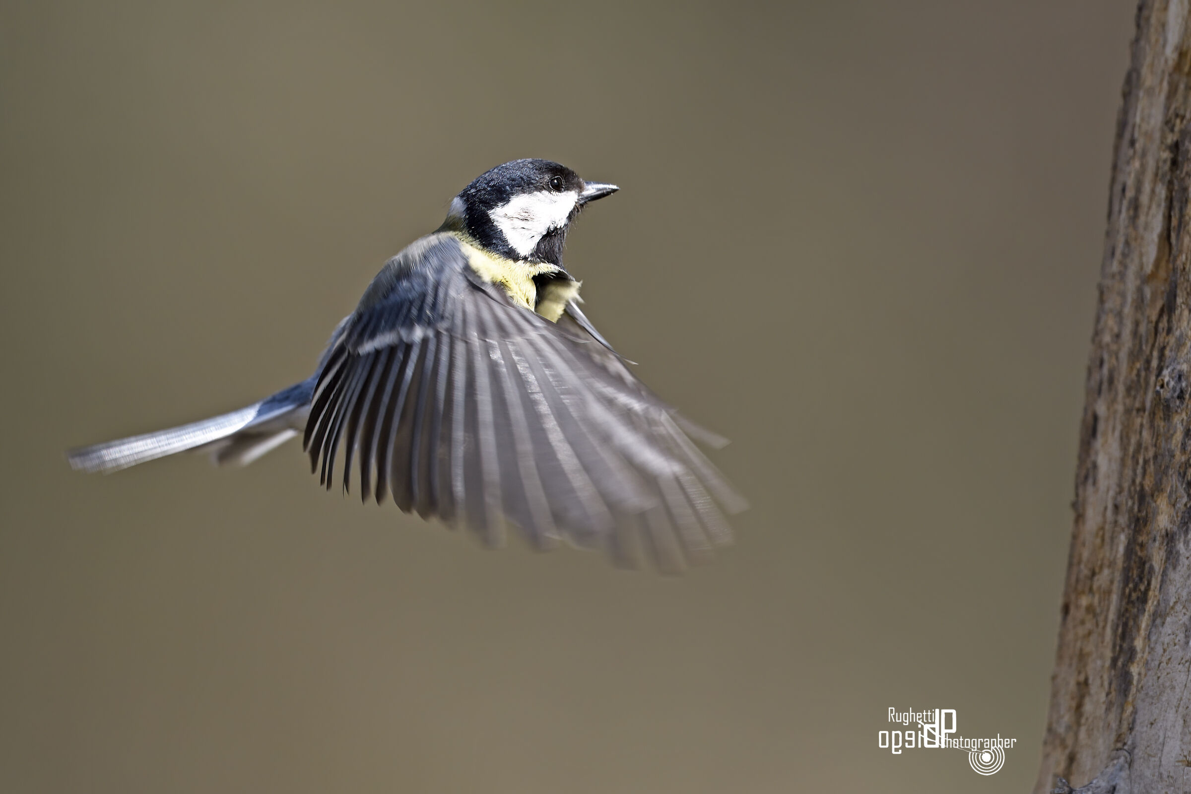 Great in flight