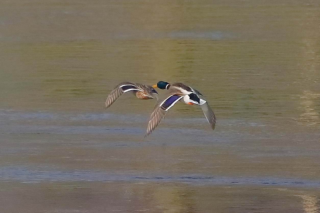 Germani 17 febbraio 2023