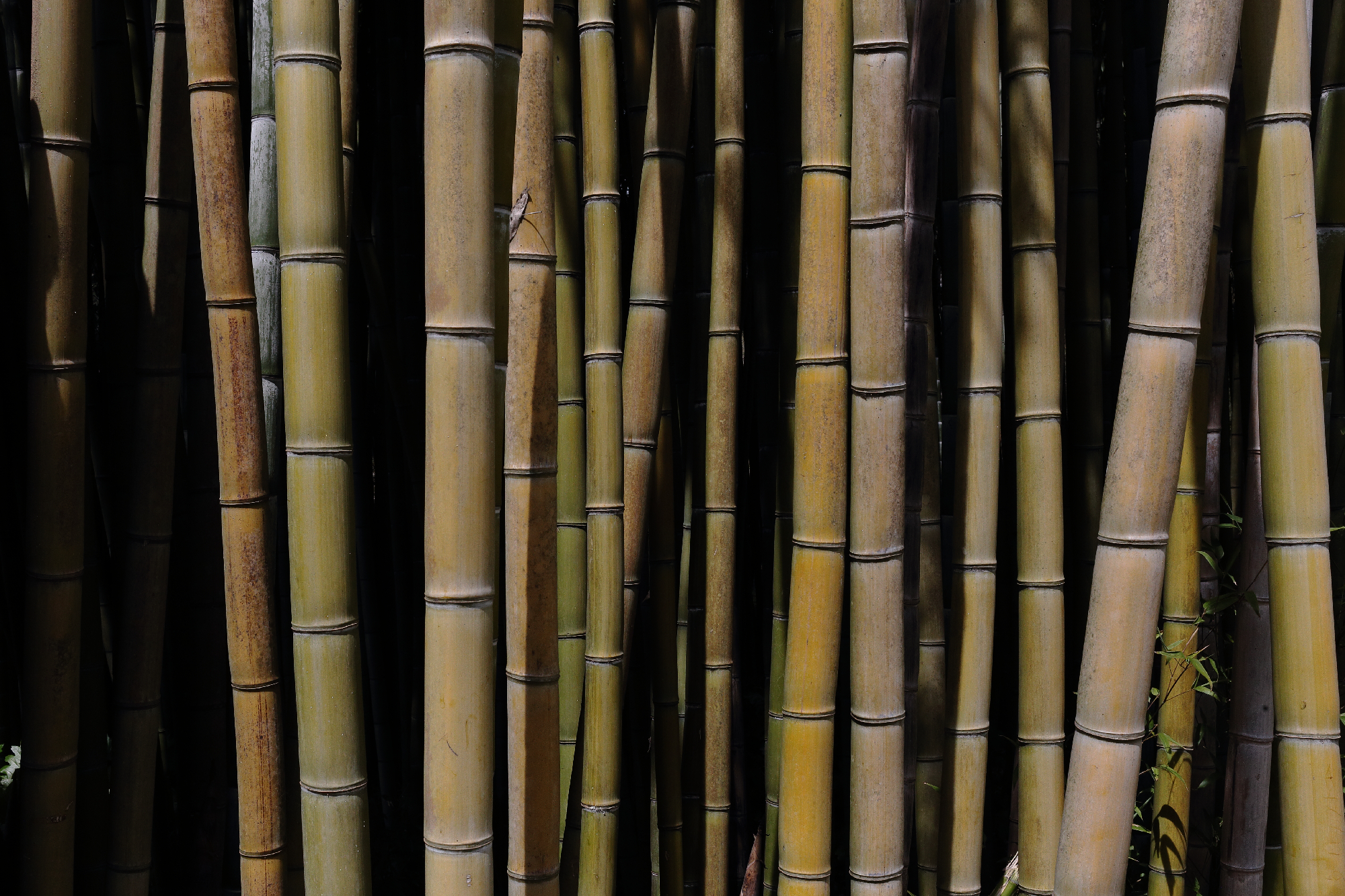 Bamboo - Gardens of Ninfa - 080423
