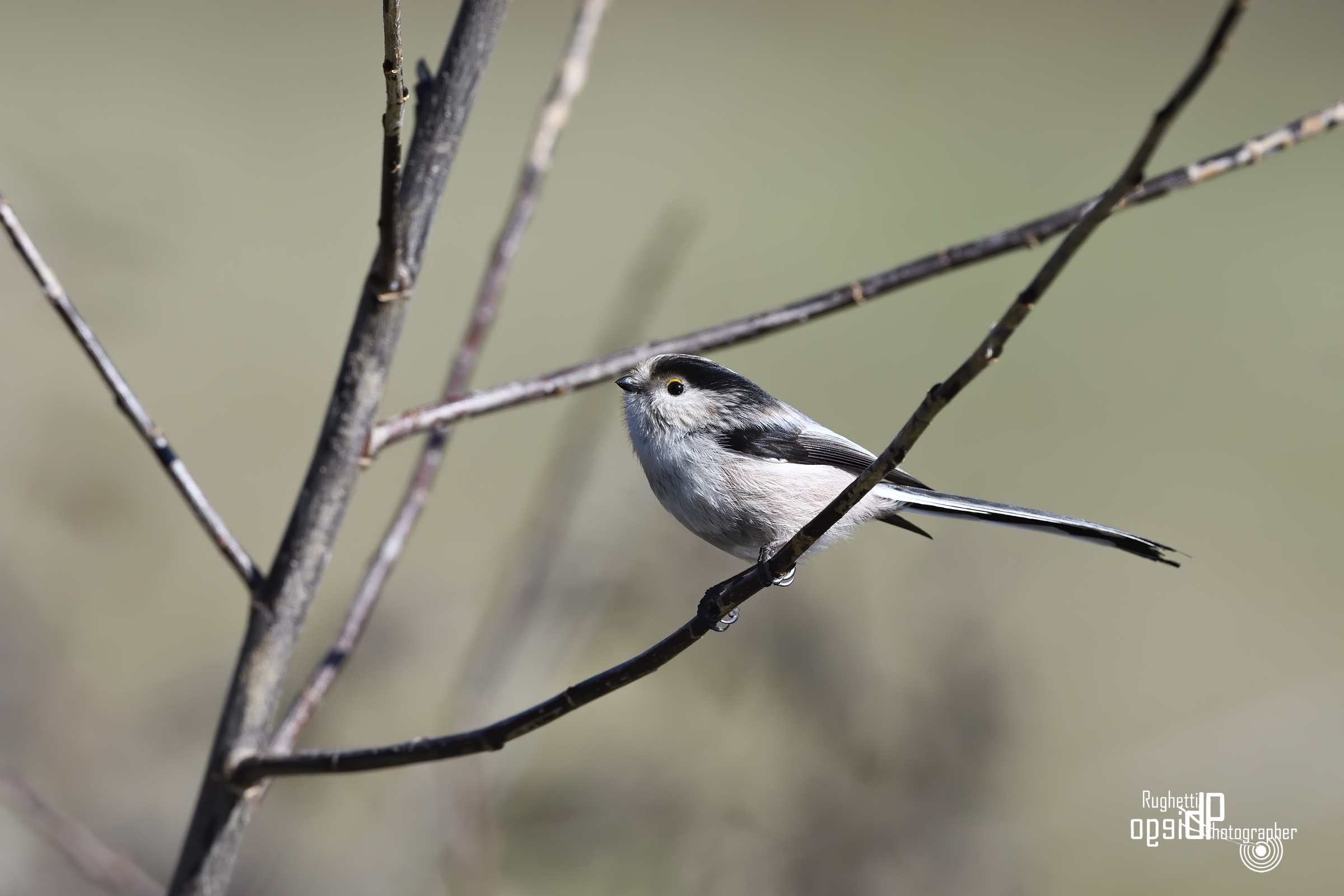 Long-tailed