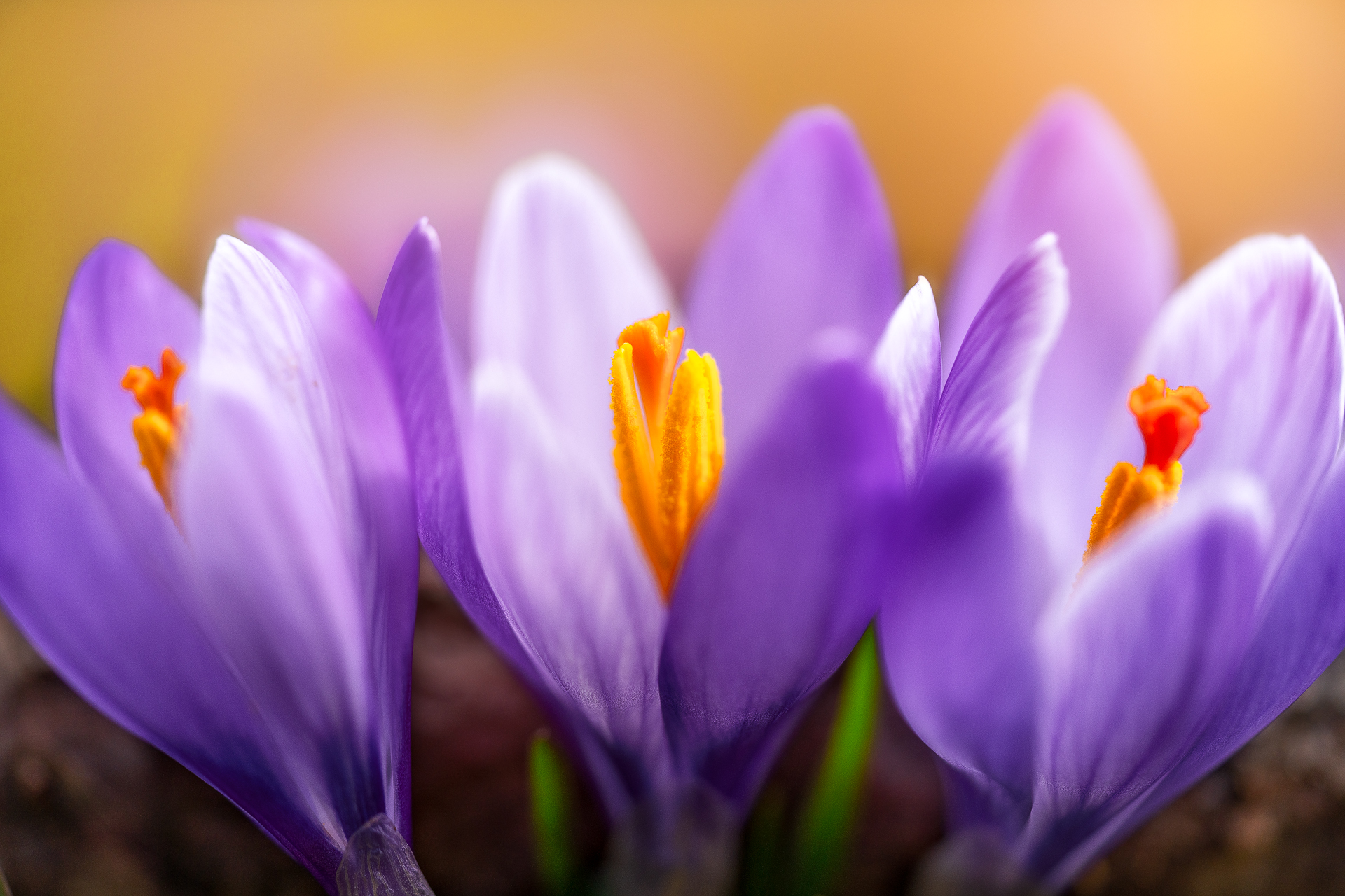 Crocus - The flowers of the crocus