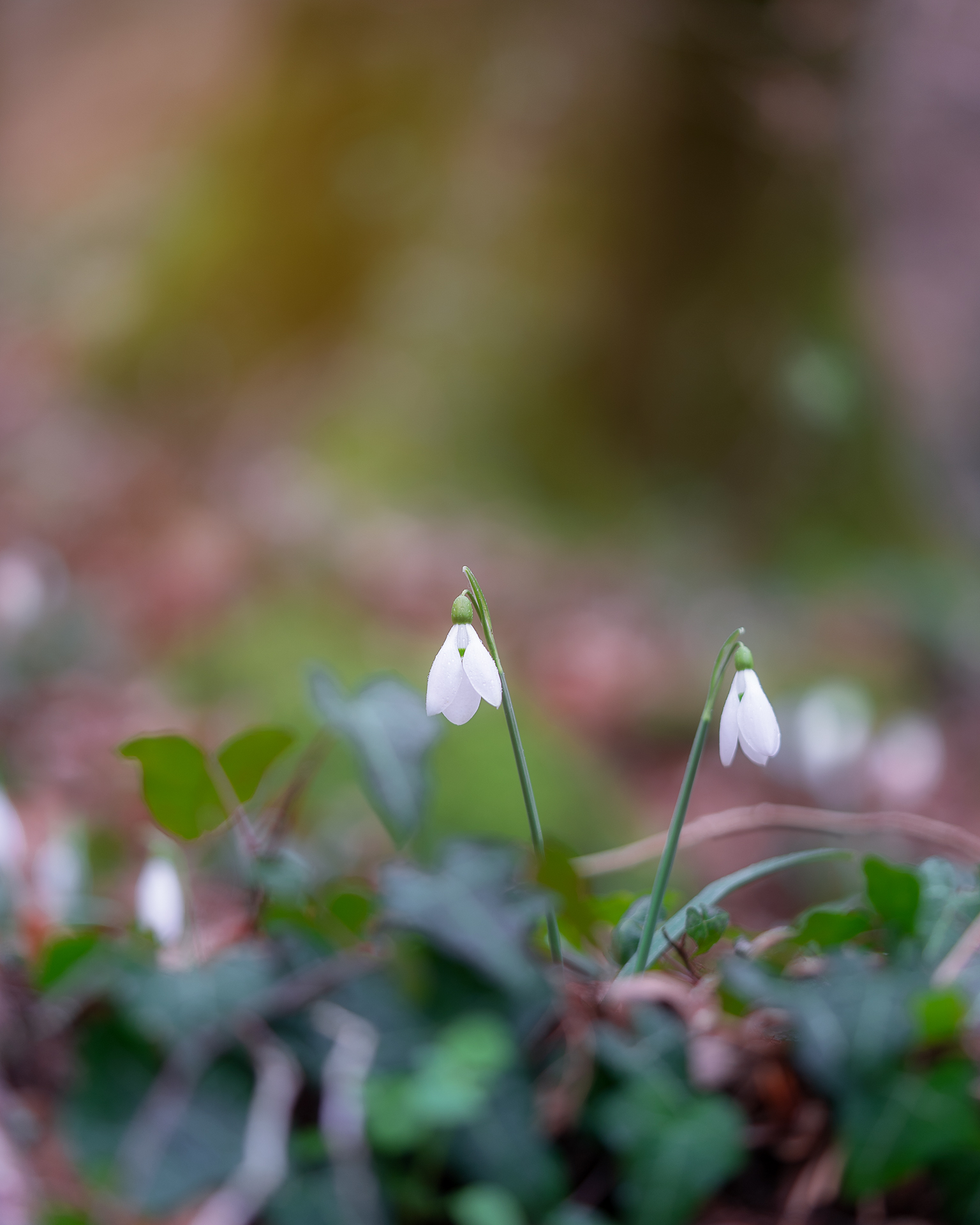Snowdrop (galathus nivalis)