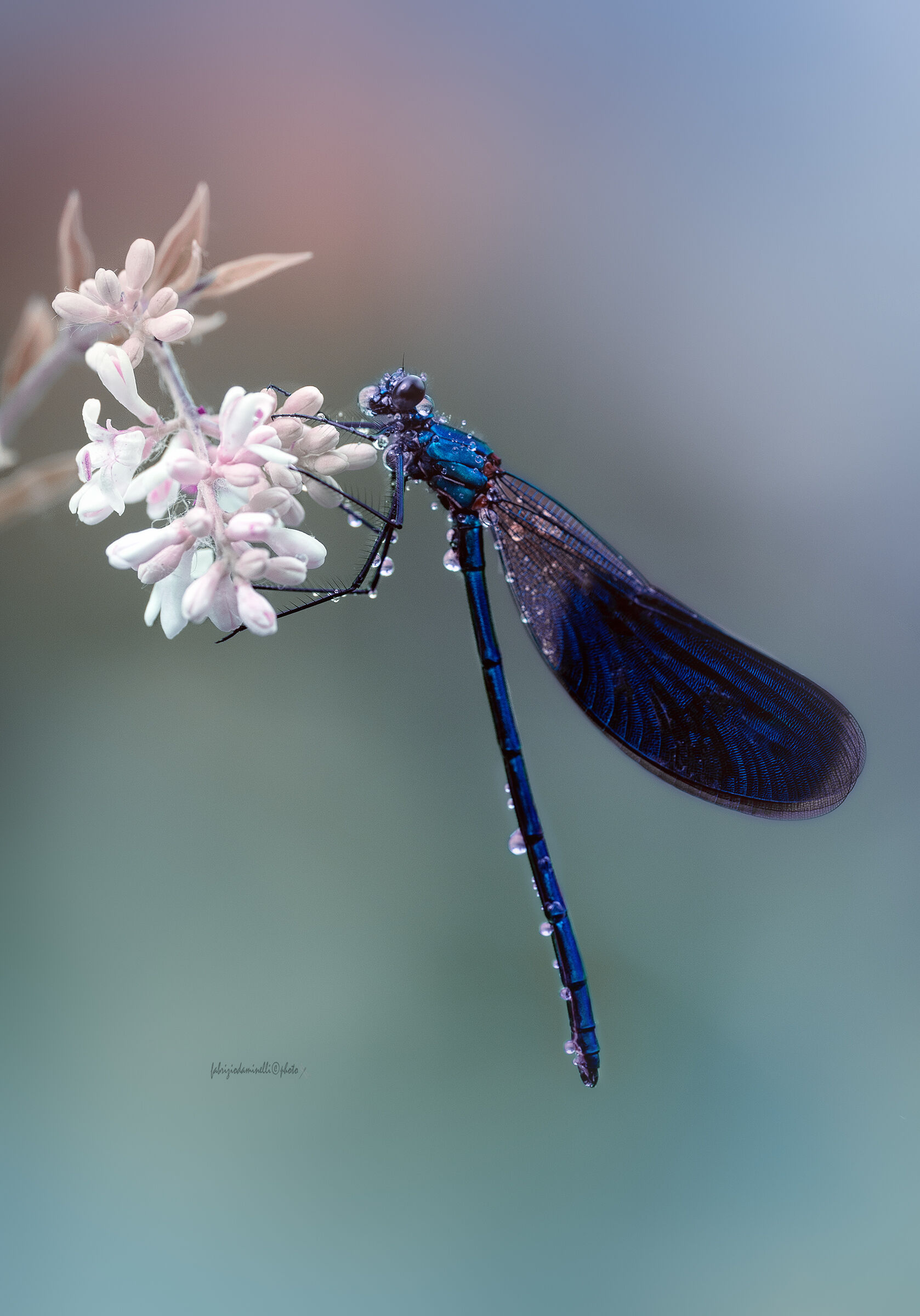 Calopteryx splendens