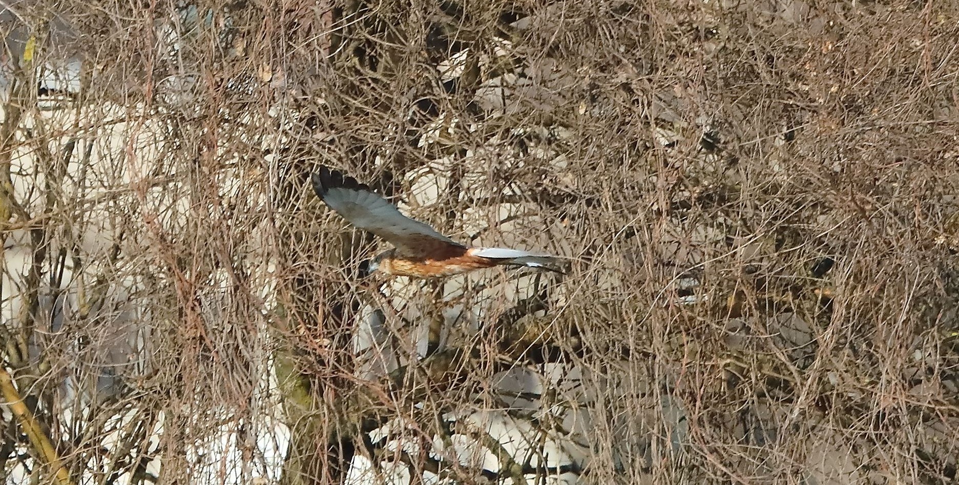 Falco di palude 03-02-2023