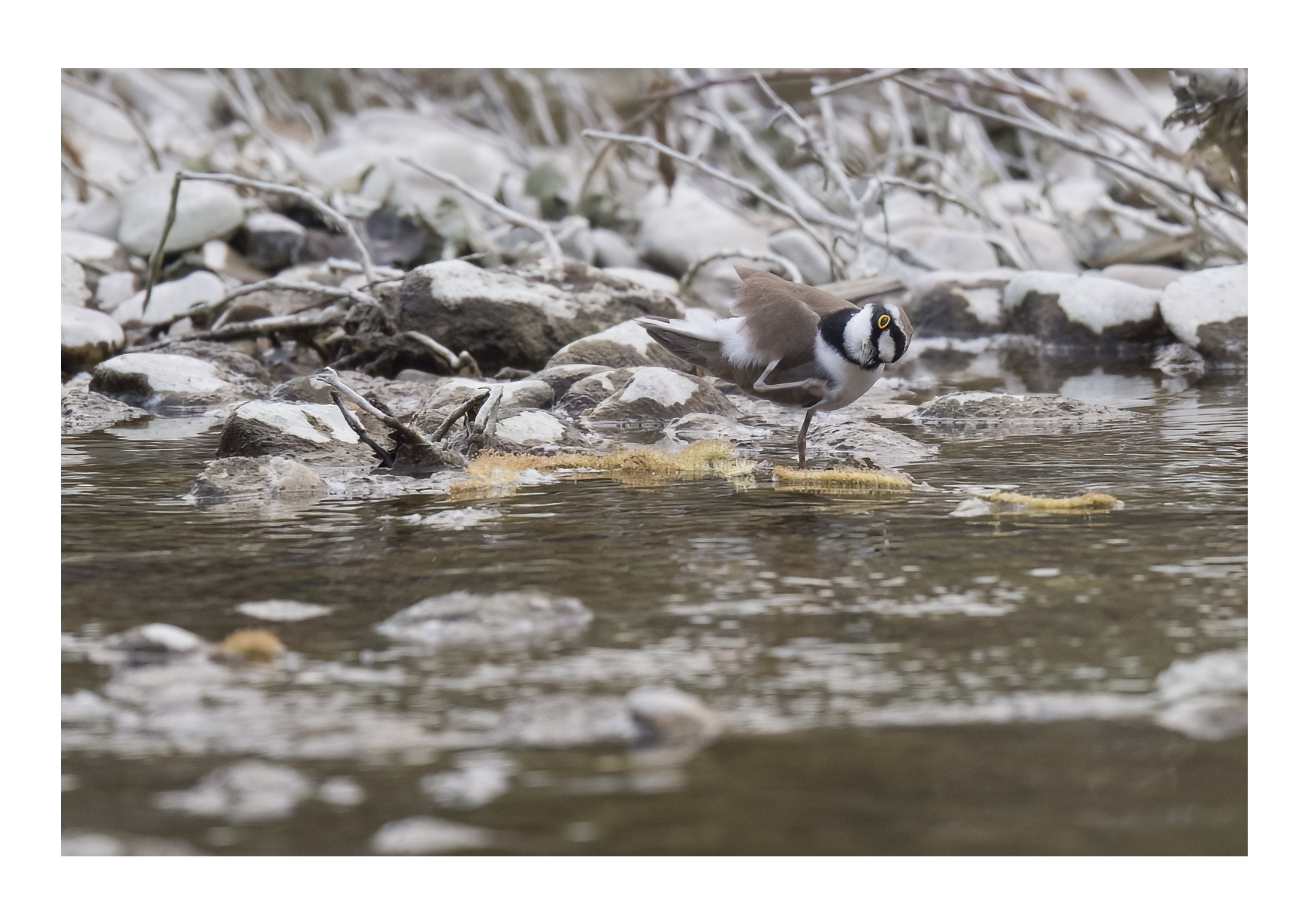 little ringed plover