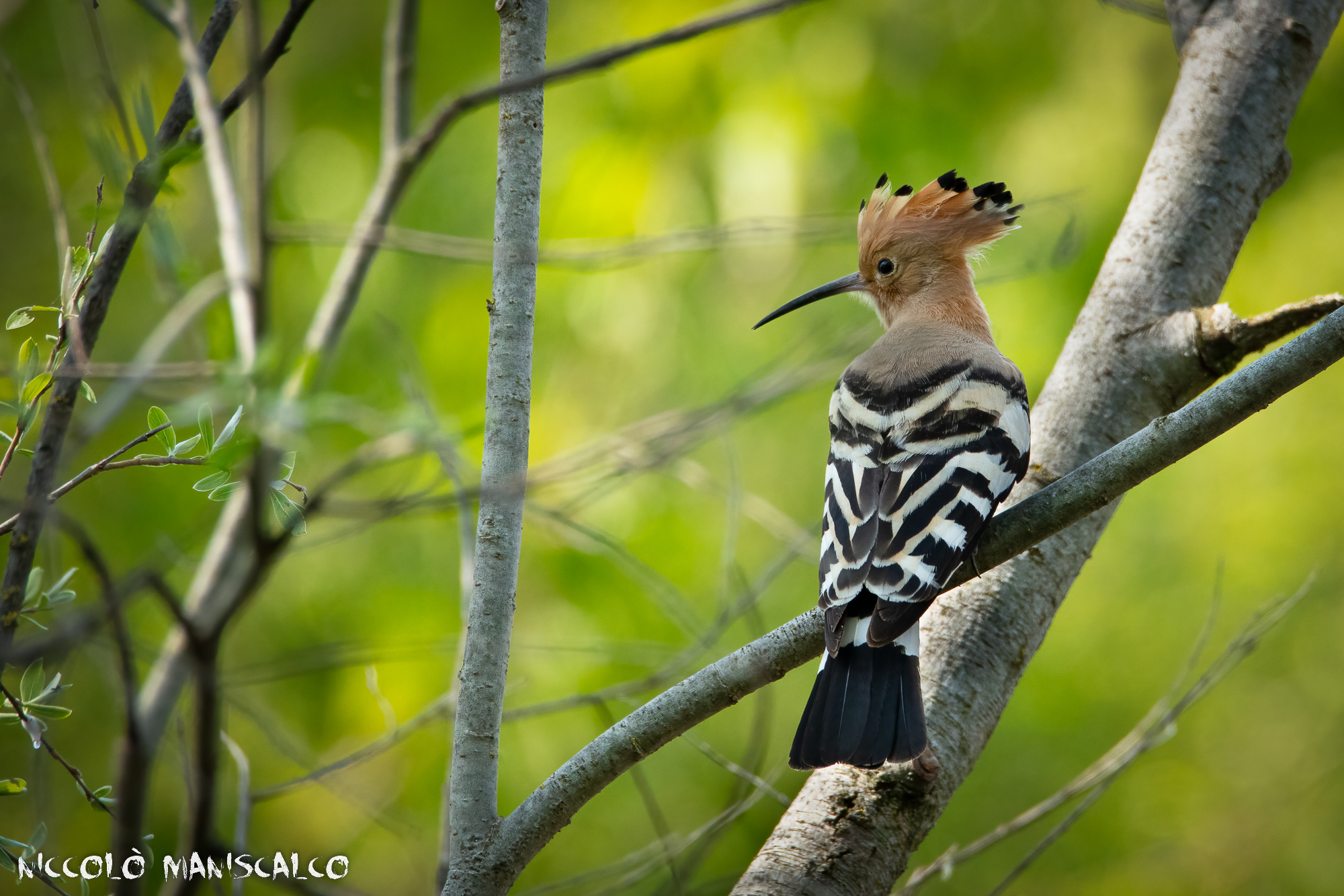 e' arrivata la Primavera