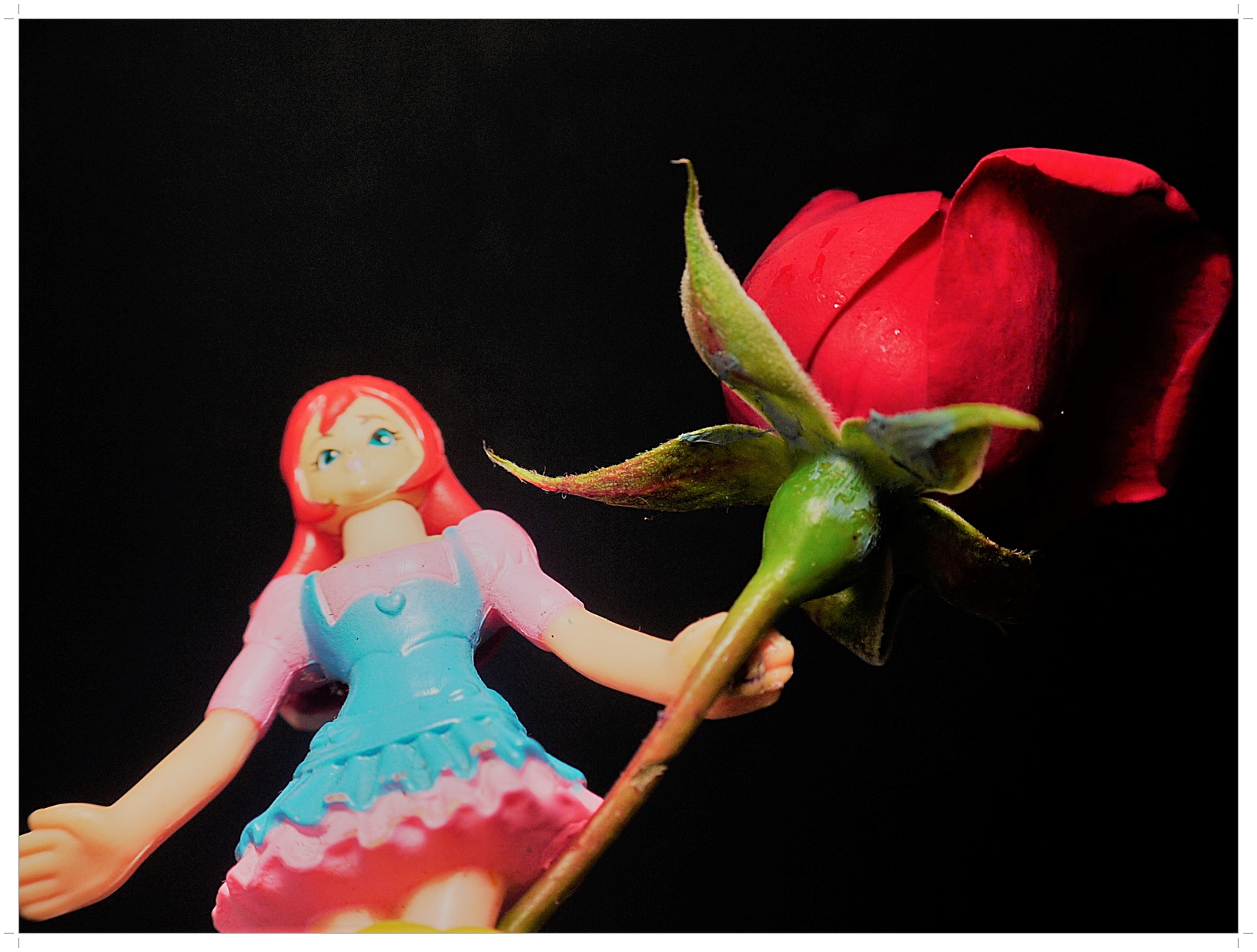 L'ultima ROSA dell'estate.