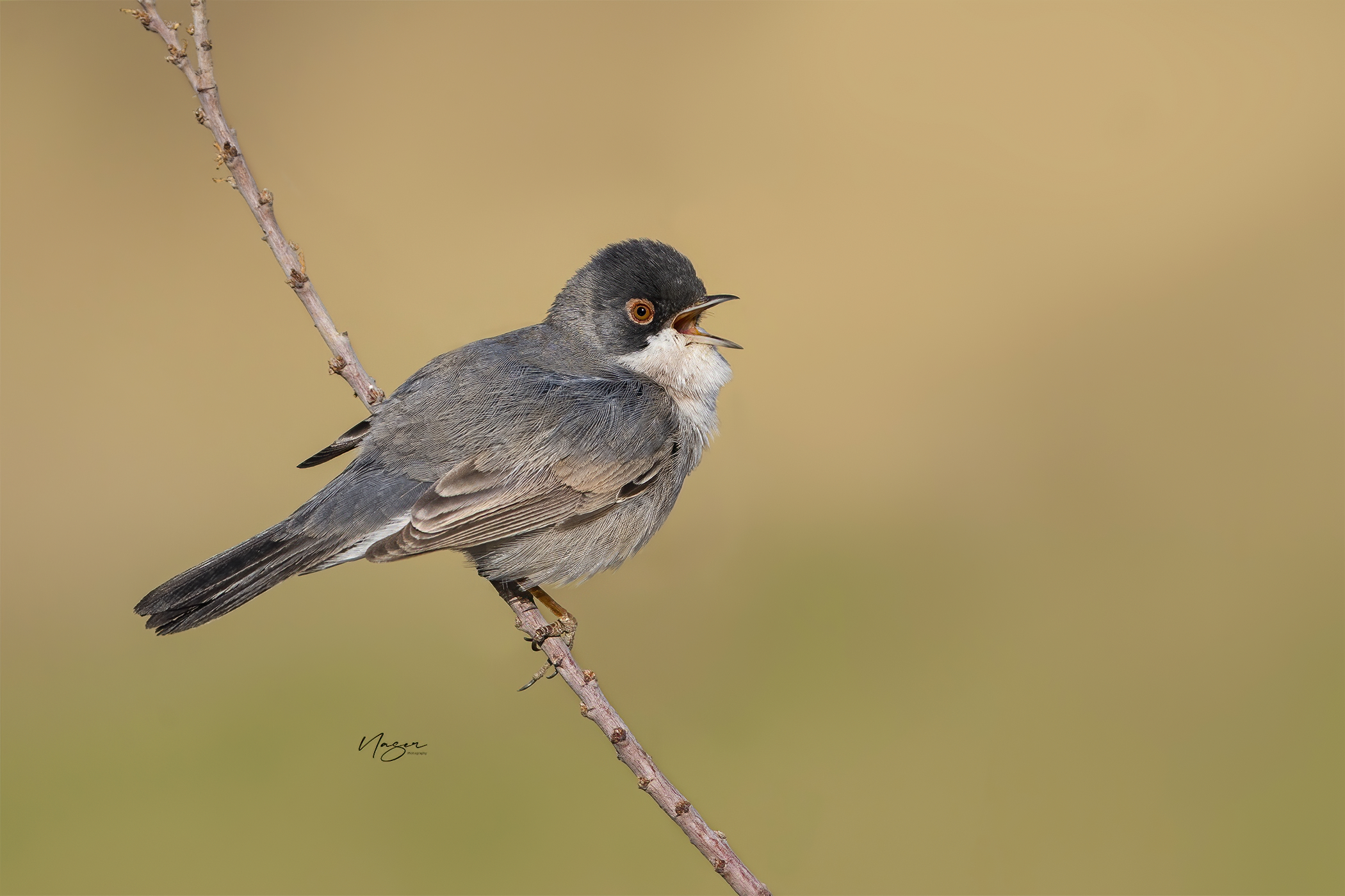 Menetries warbler