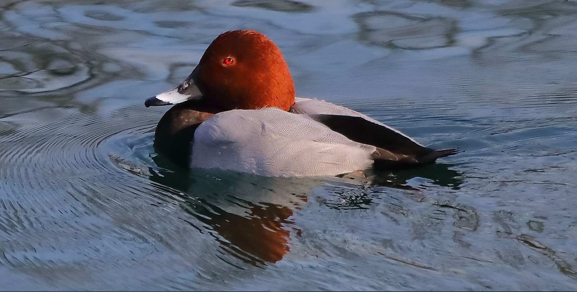 Moriglione 03-02-2023