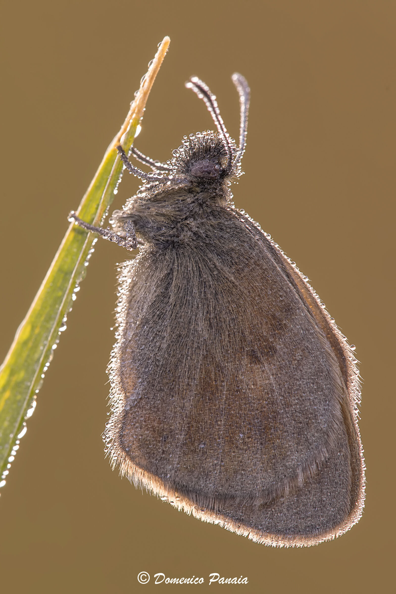 coenonympha pamphilius
