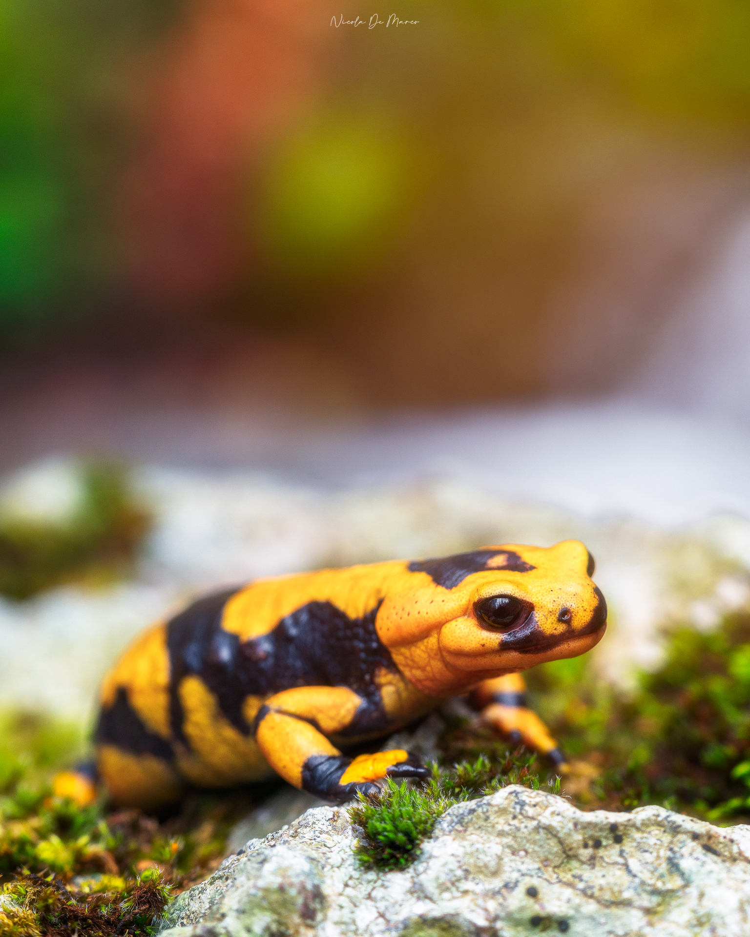 Spotted salamander (Salamandra salamandra gigliolii)
