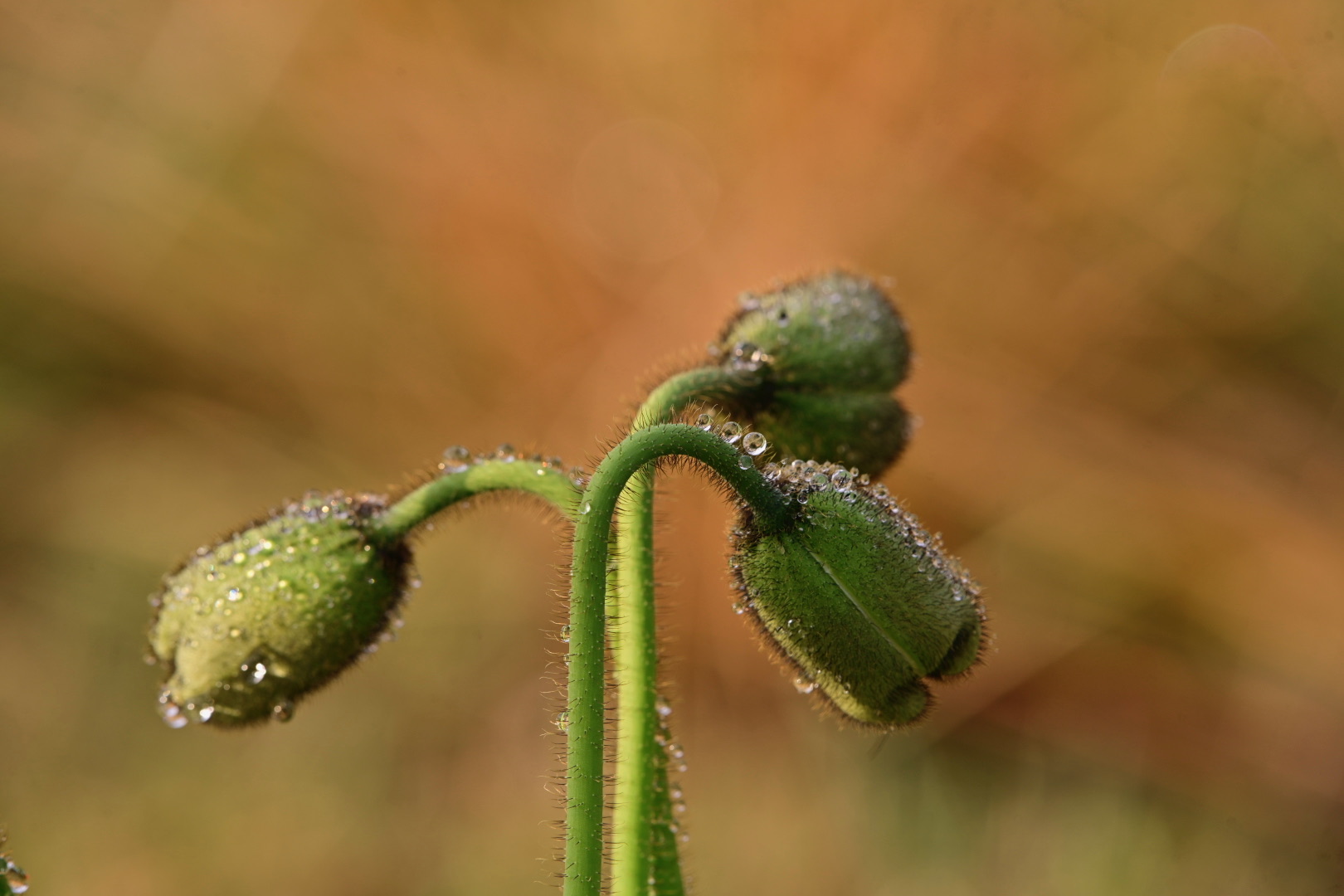 Untitled Photo