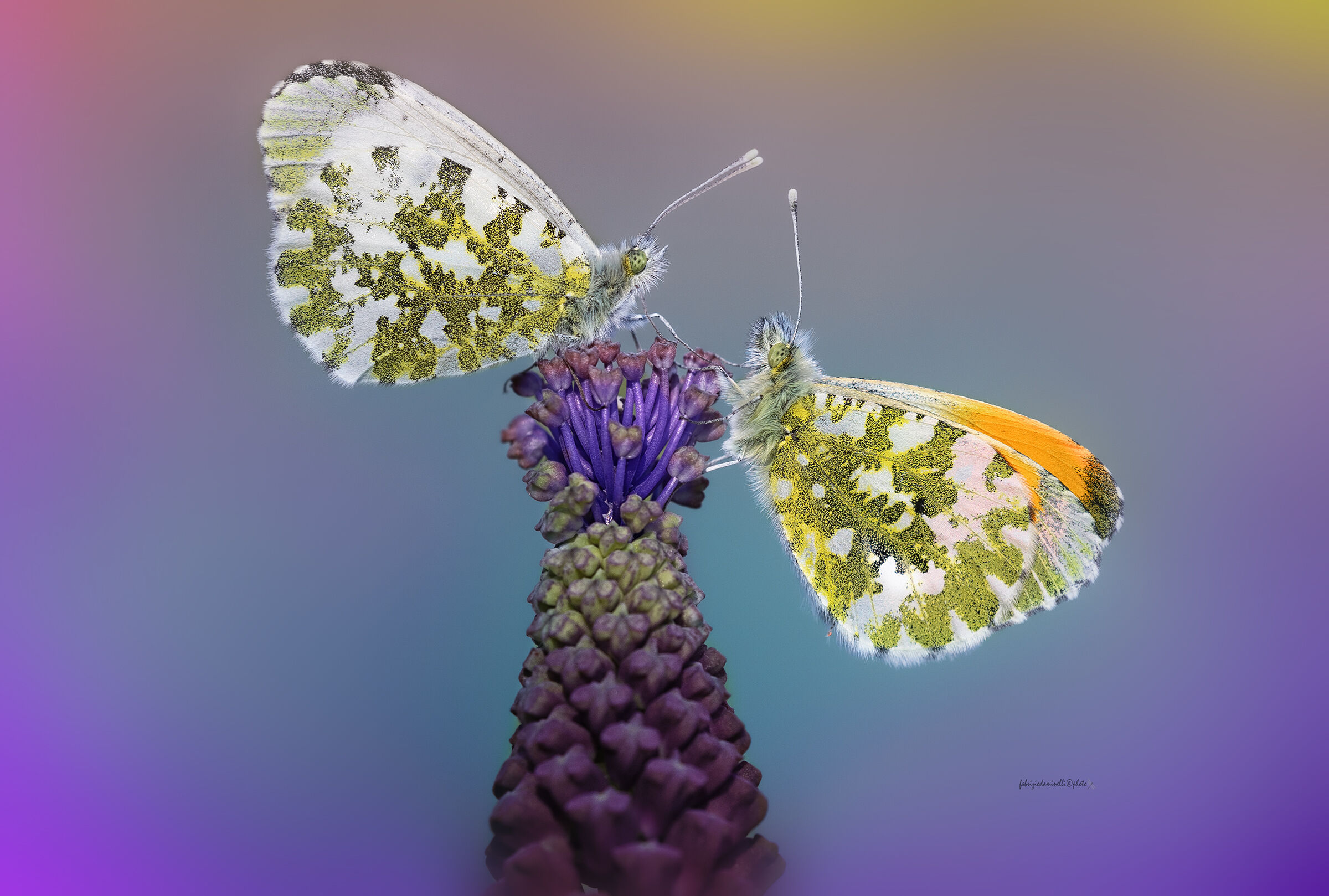 Anthocharis cardamines