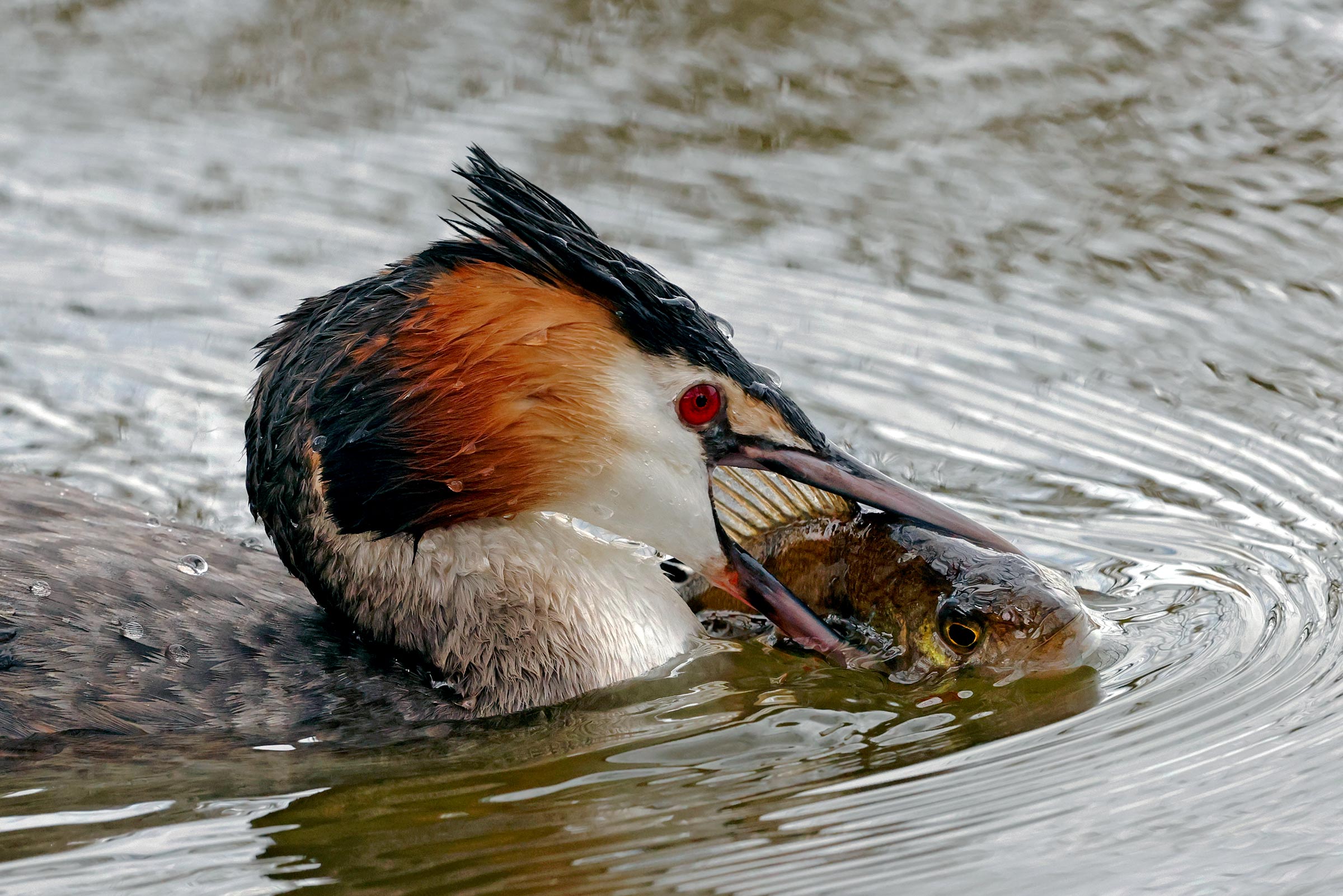 Great Crested Grebe - Predation