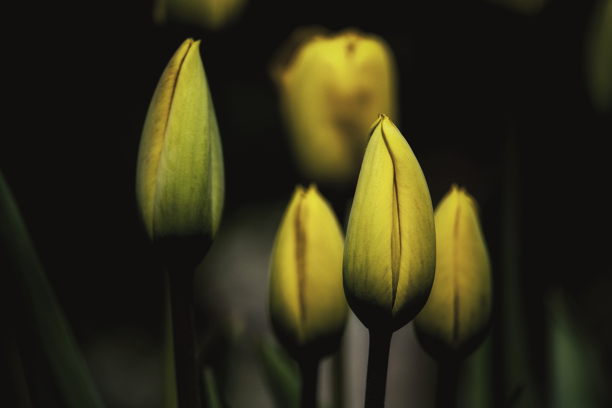 Giovani ma cresceranno